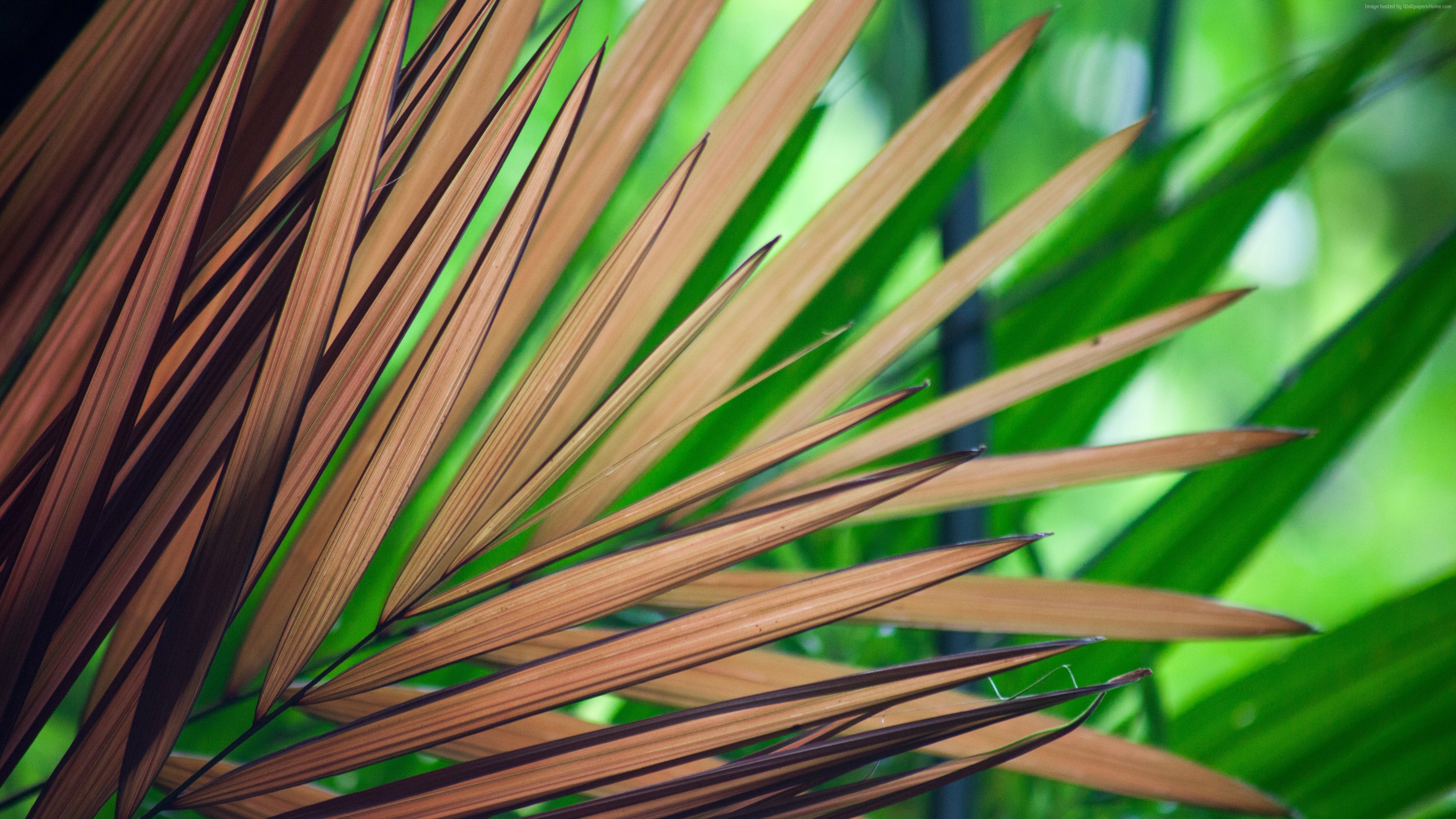 Brown and green palm leaves HD Wallpaper