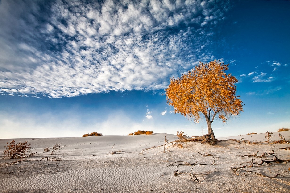 Autumn tree in a sandy desert landscape HD Wallpaper