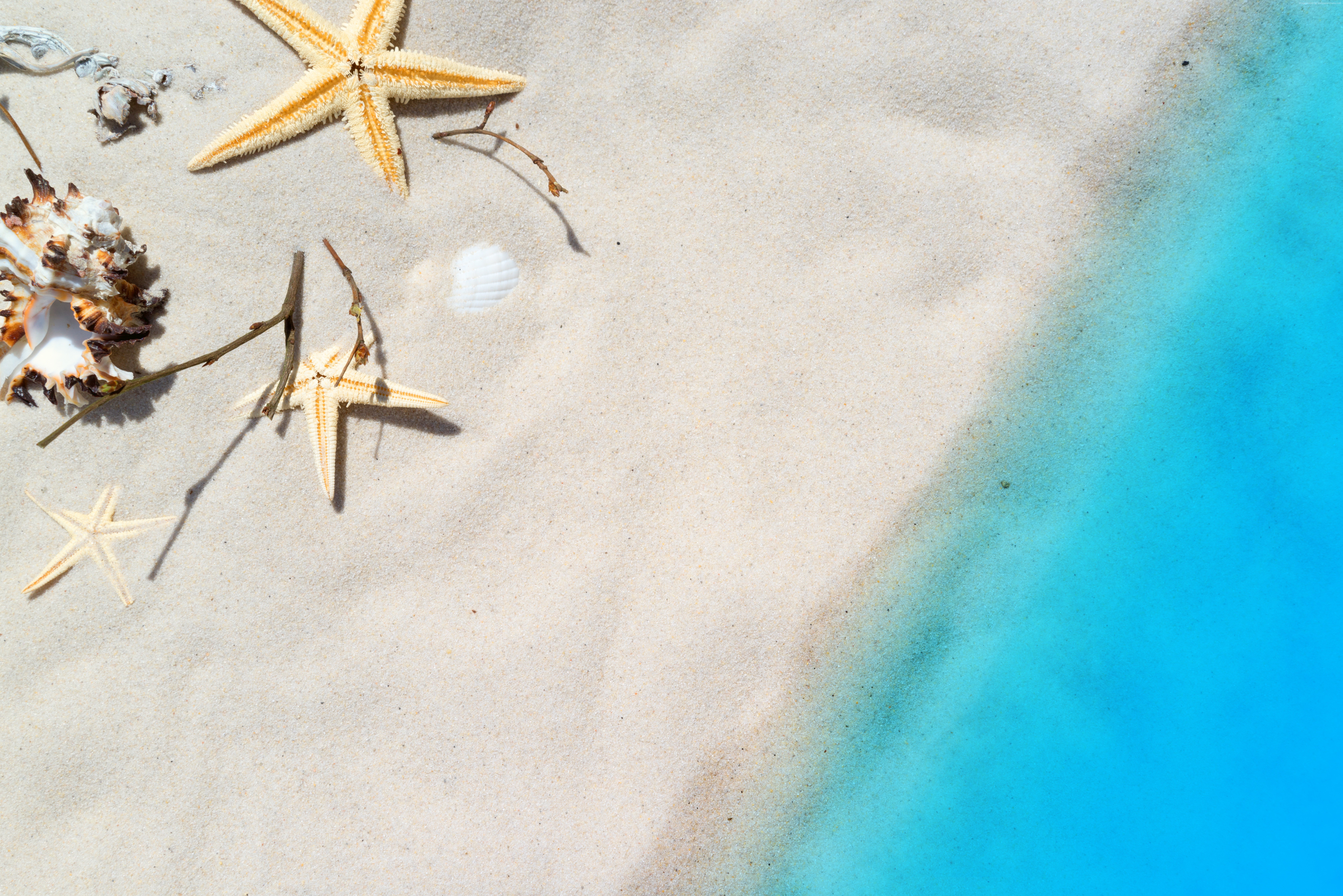 Starfish and shells on a sandy beach with blue water HD Wallpaper