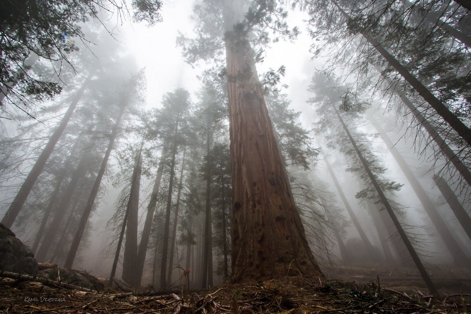 Misty forest with giant redwood trees HD Wallpaper