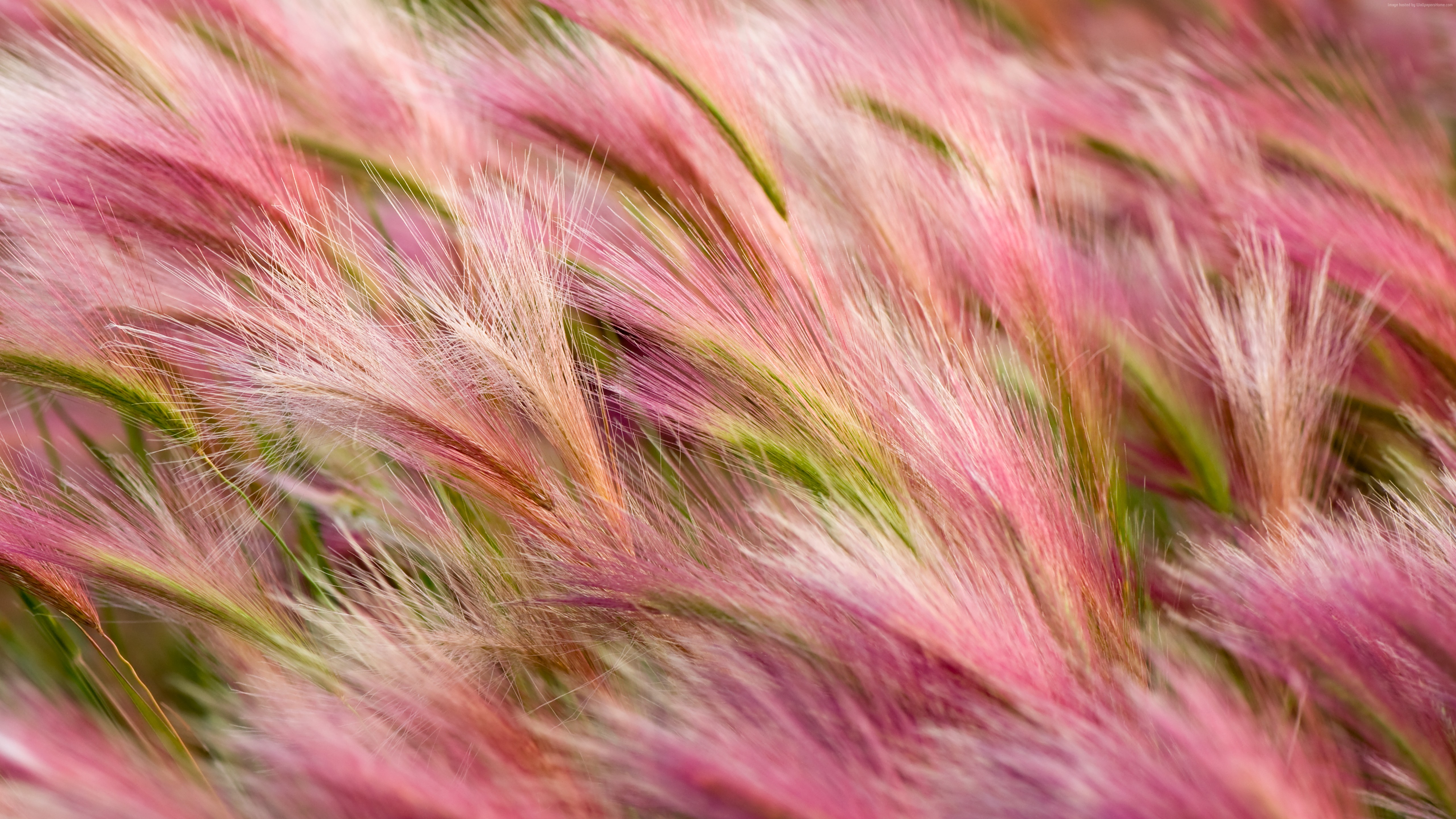 Pink and Green Wheat Ears in Wind HD Wallpaper