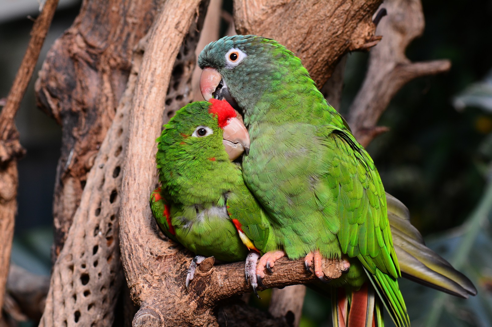 Two green parrots perched on a branch HD Wallpaper