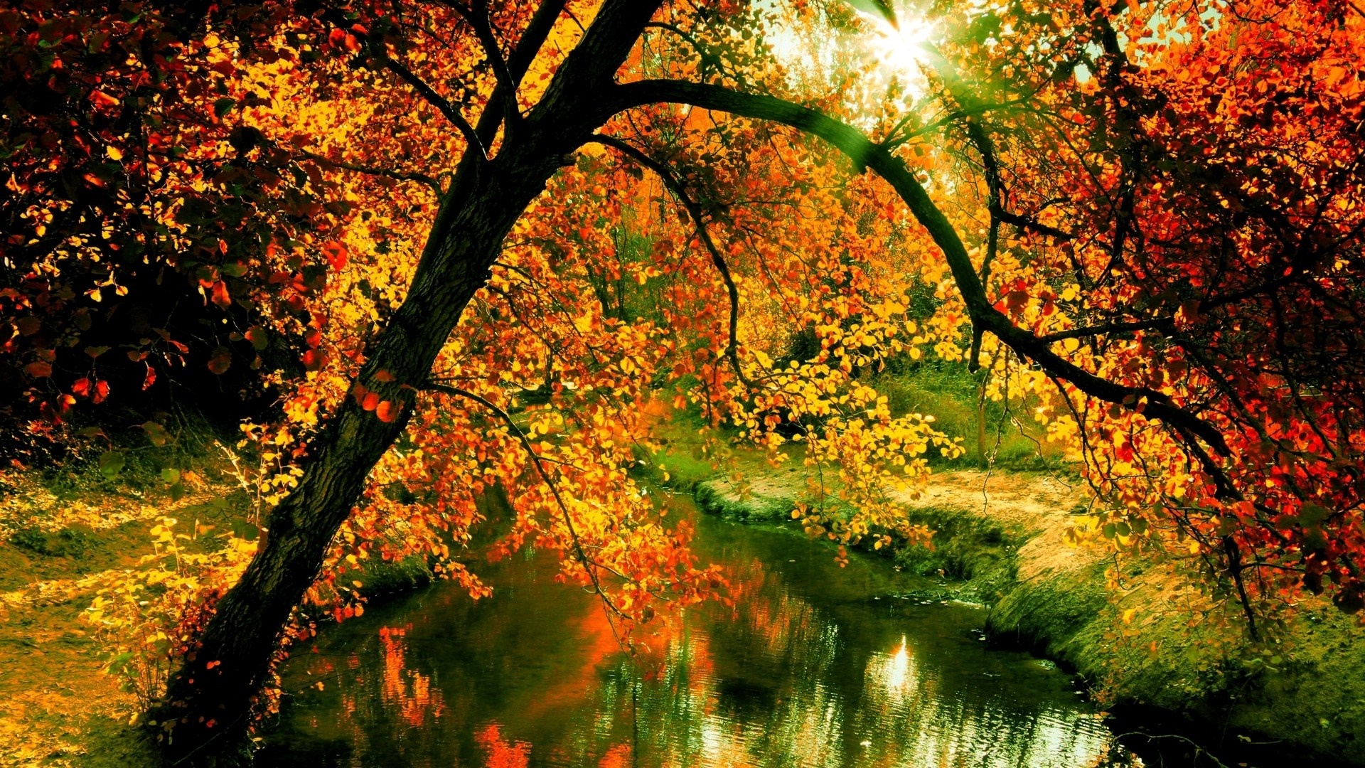 Autumn forest with a stream and sunlight filtering through trees HD Wallpaper