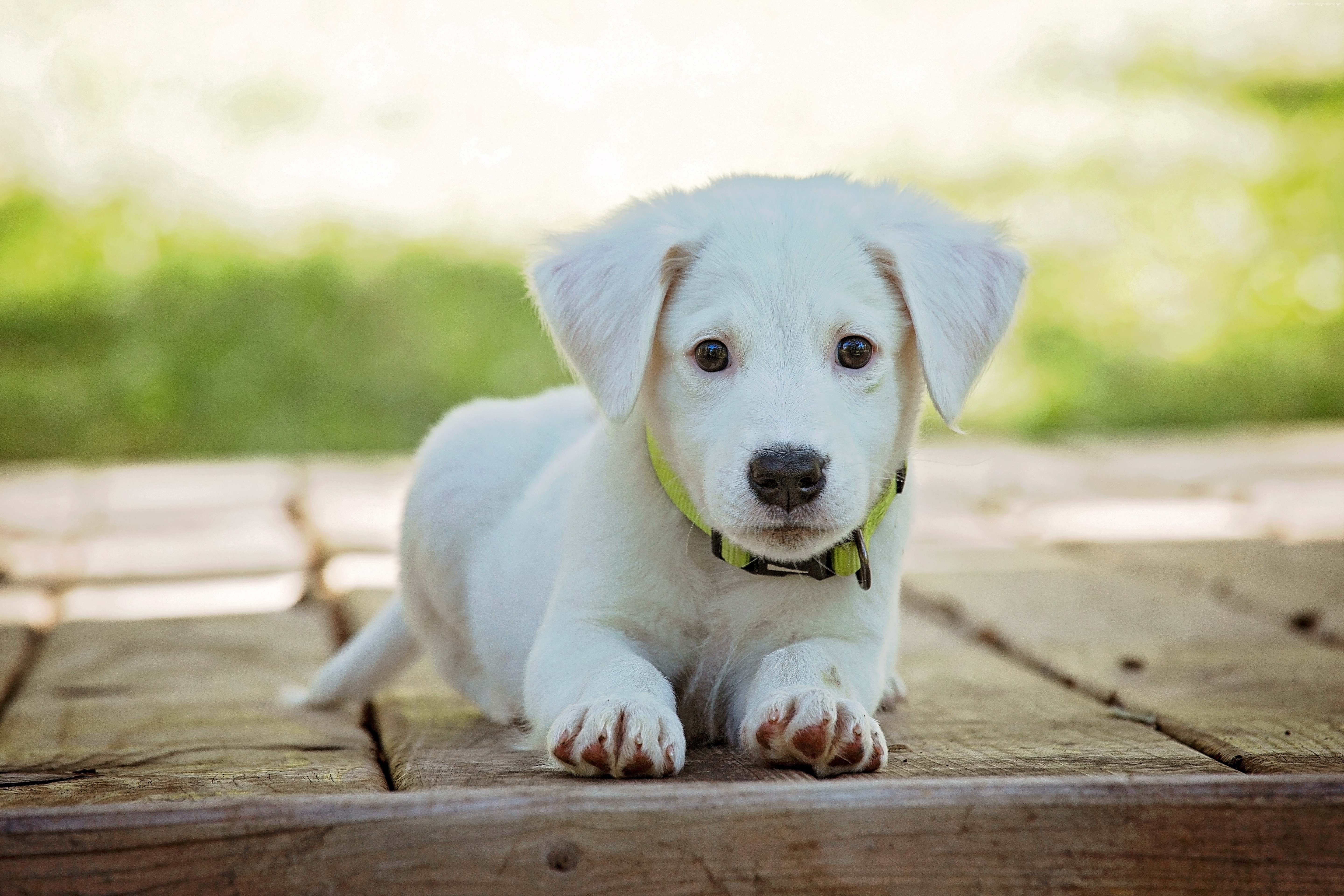 puppy, cute animals, 5k HD Wallpaper