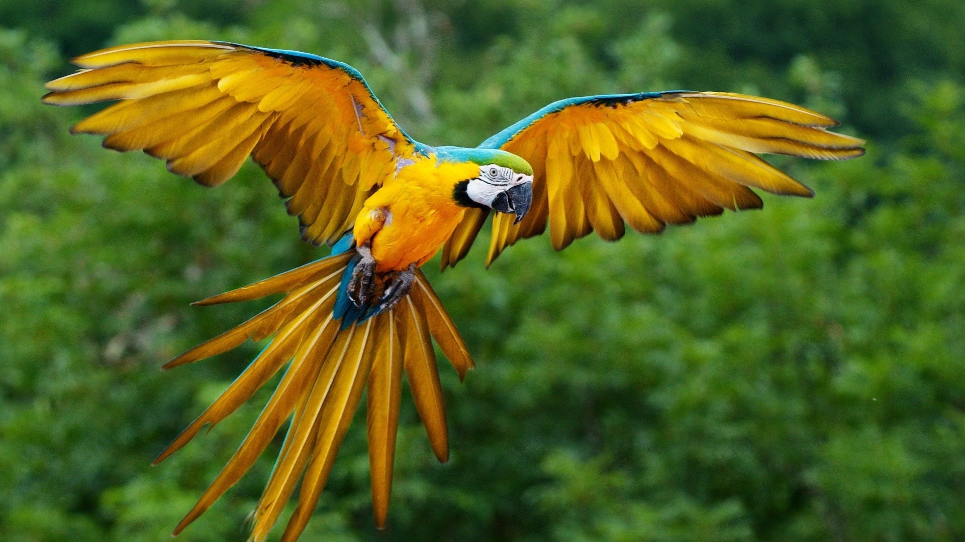 Blue-and-yellow macaw in flight HD Wallpaper
