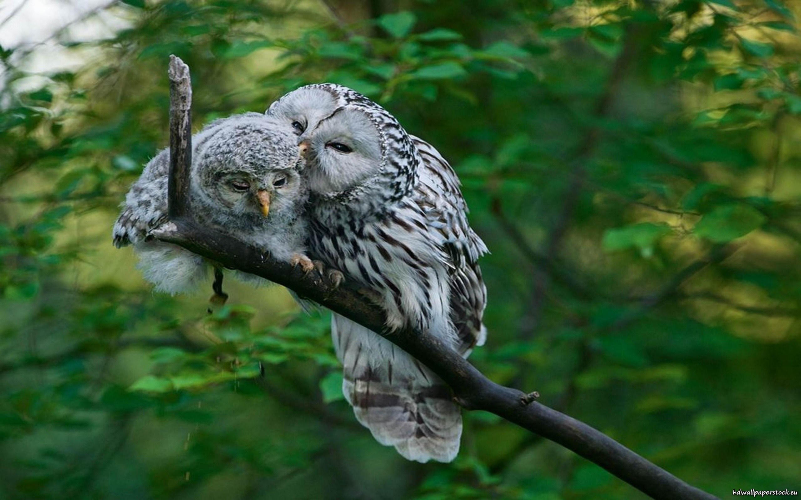 Two owls cuddling on a tree branch HD Wallpaper