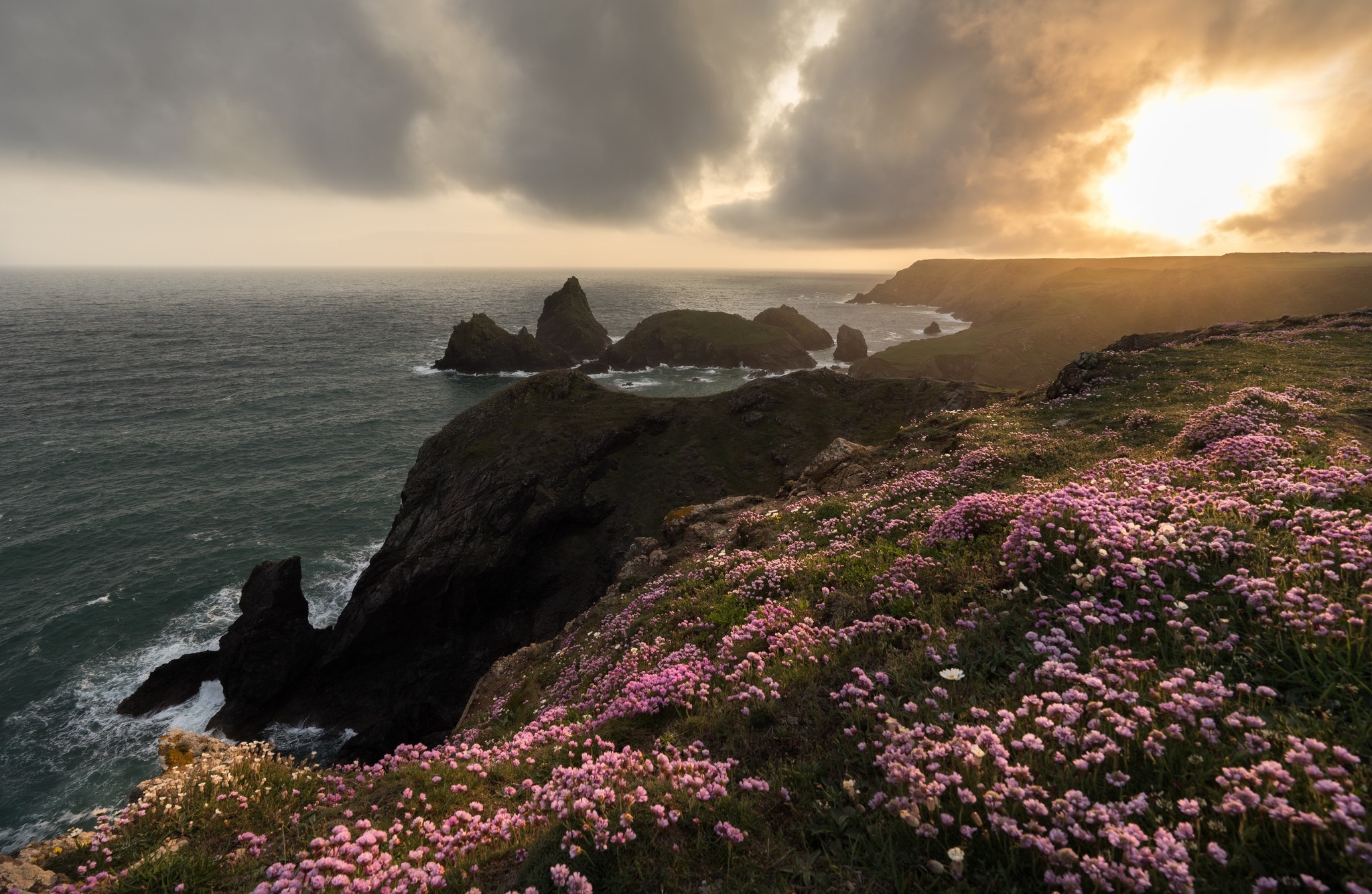 Coastal cliffs with pink sea thrift flowers at sunset HD Wallpaper