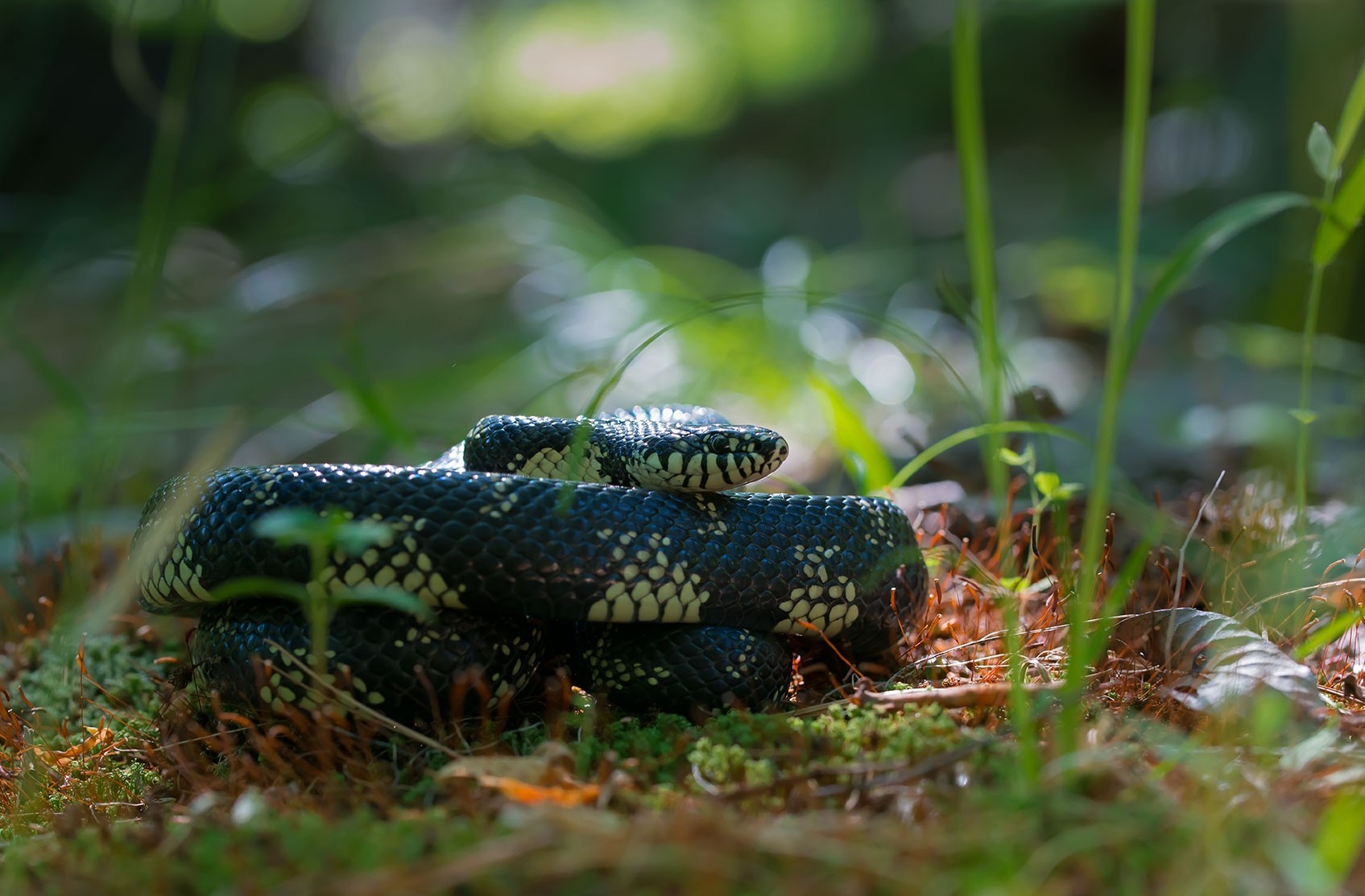 Black and white patterned snake coiled on mossy ground HD Wallpaper