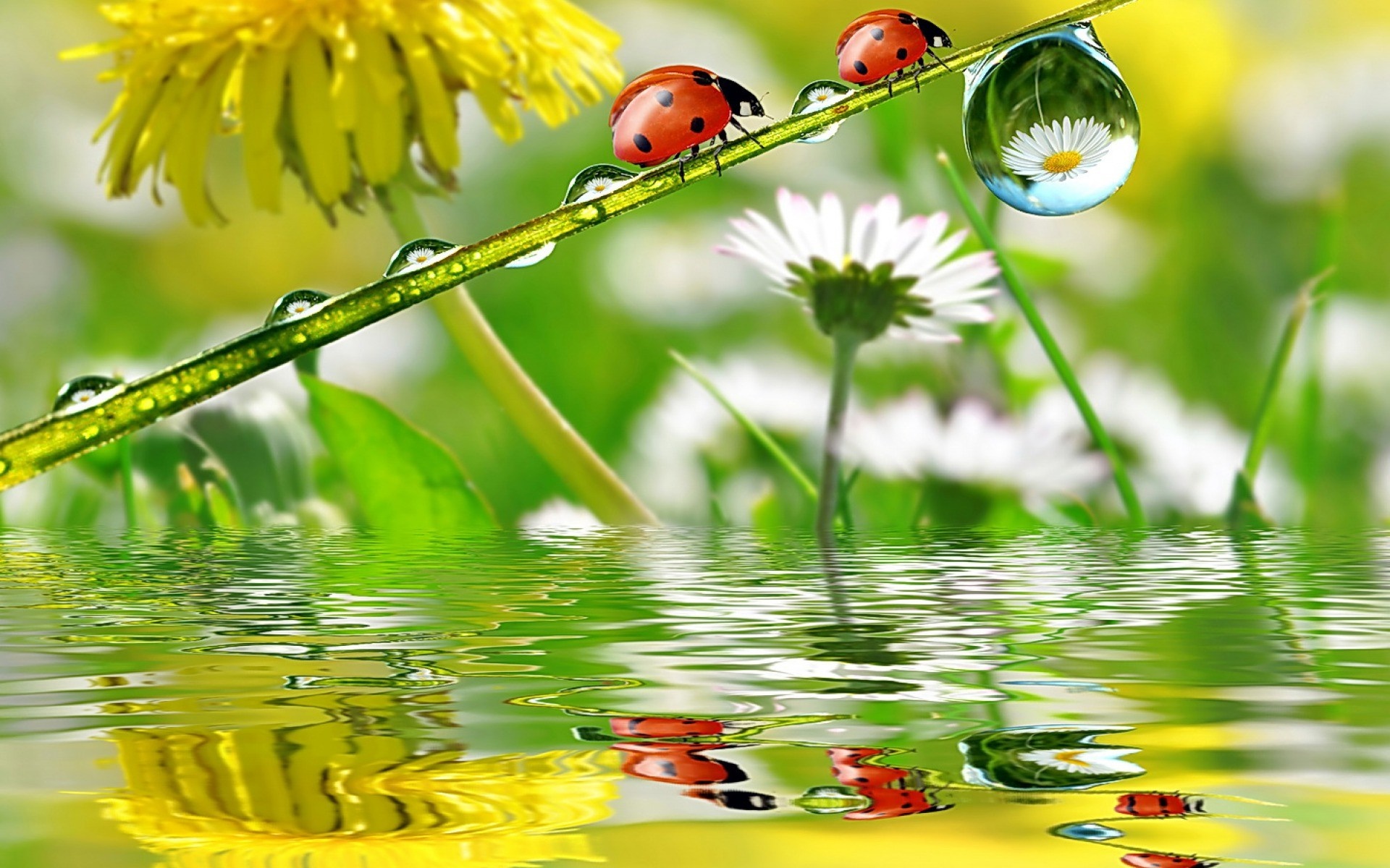 Ladybugs on a blade of grass with water droplets HD Wallpaper