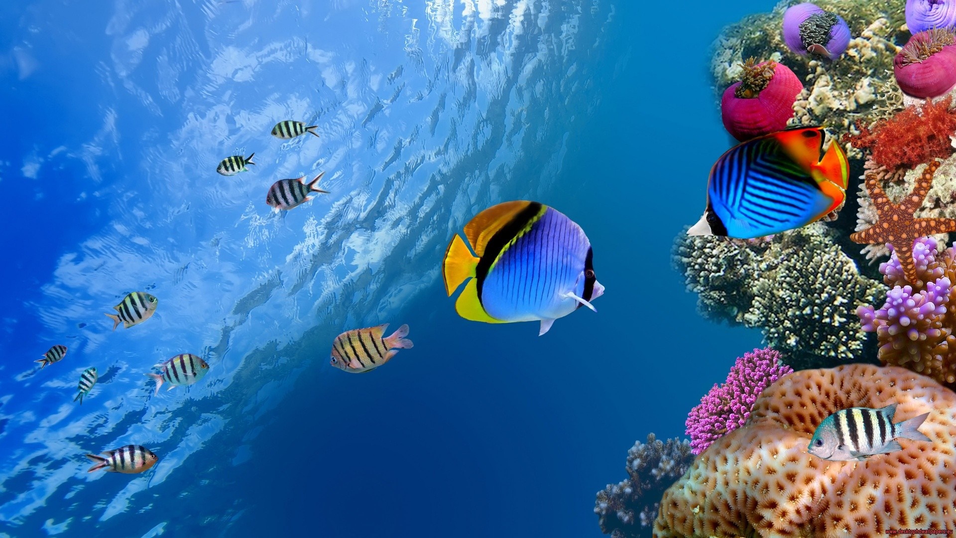 Underwater coral reef with various fish and anemones HD Wallpaper