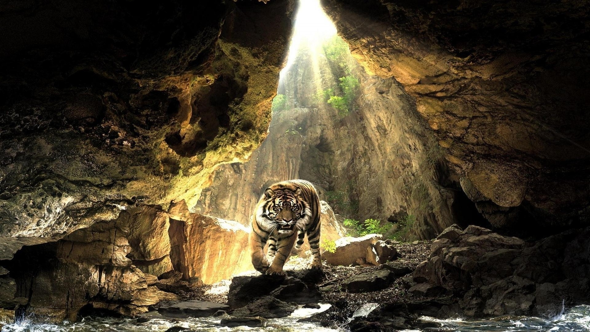 Tiger walking out of a cave with sunlight HD Wallpaper
