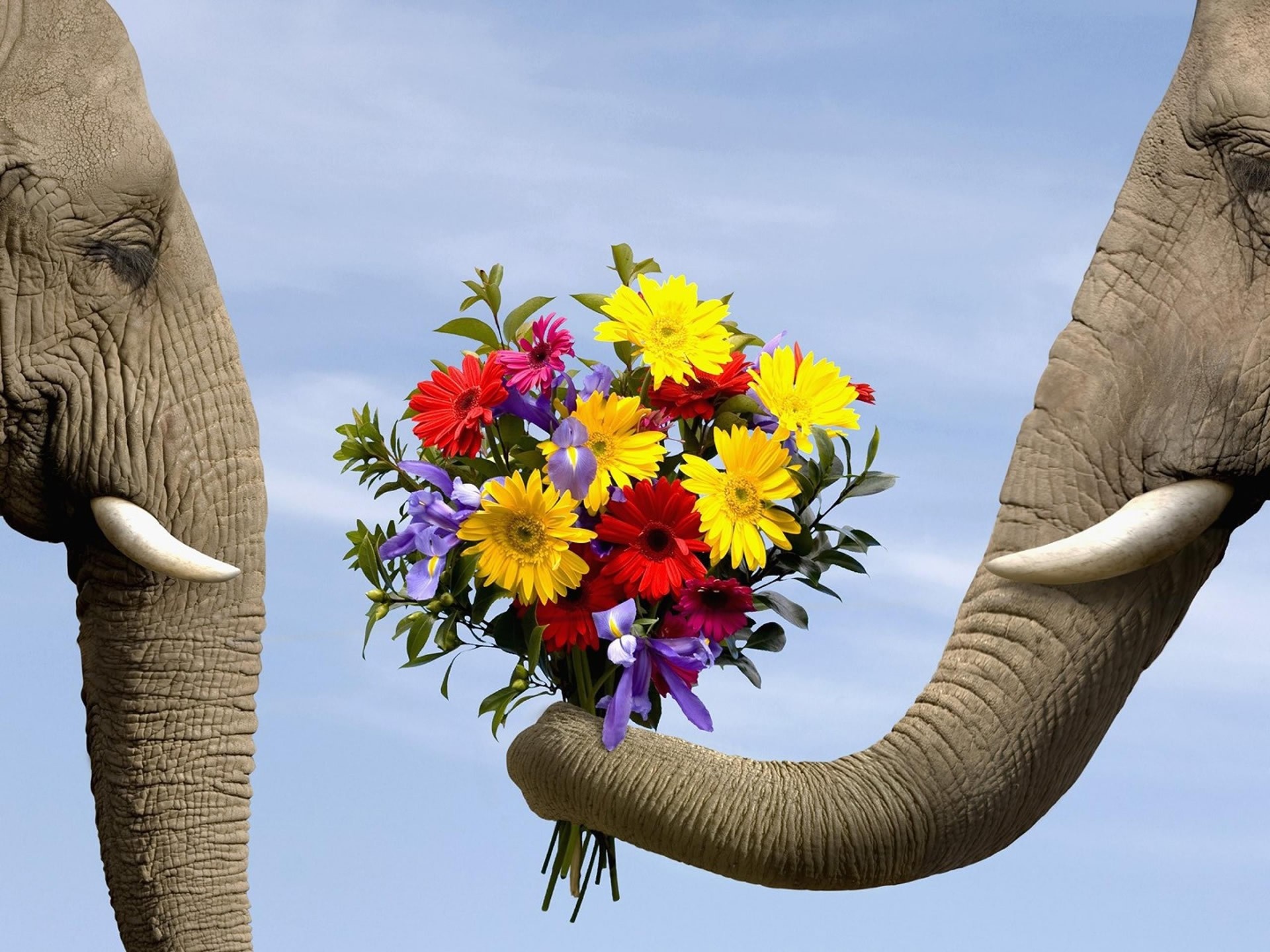 Two elephants holding a colorful flower bouquet HD Wallpaper