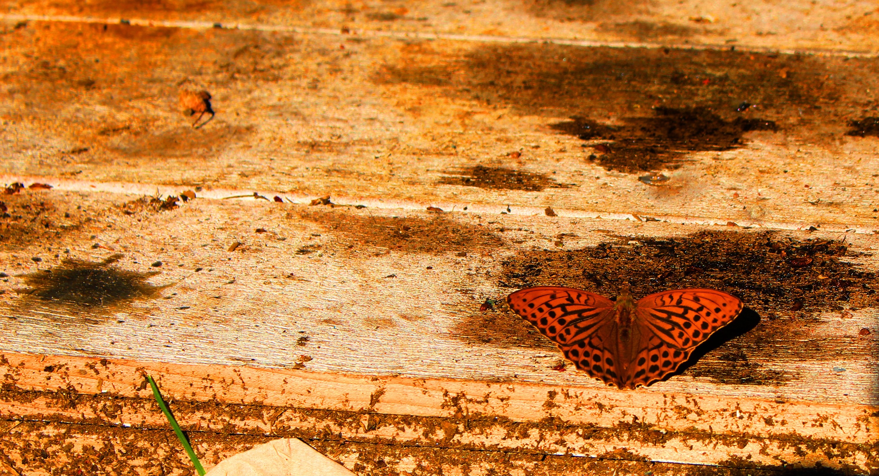 Orange butterfly with black spots on wooden surface HD Wallpaper
