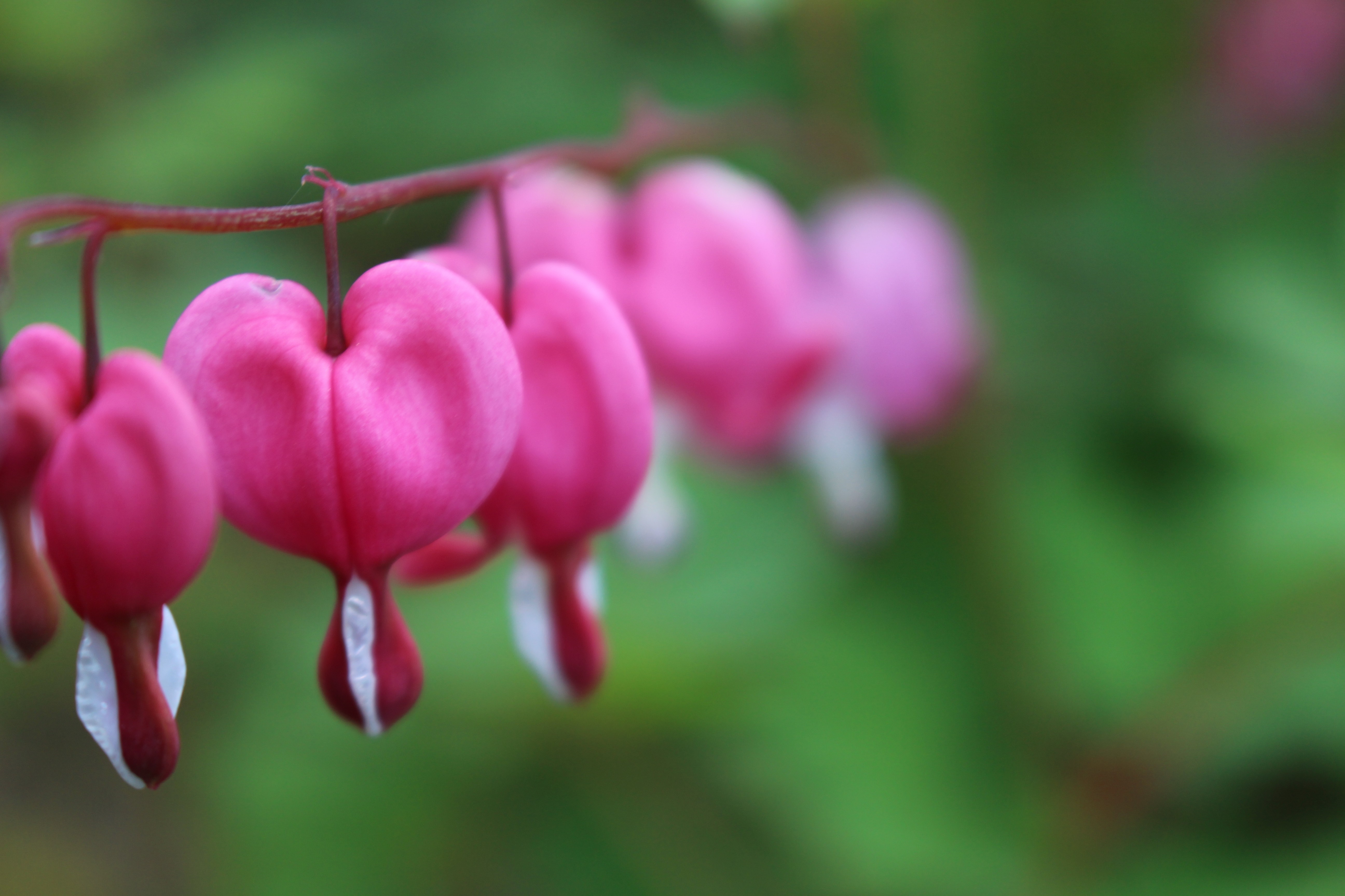 Close up of pink bleeding heart flowers HD Wallpaper