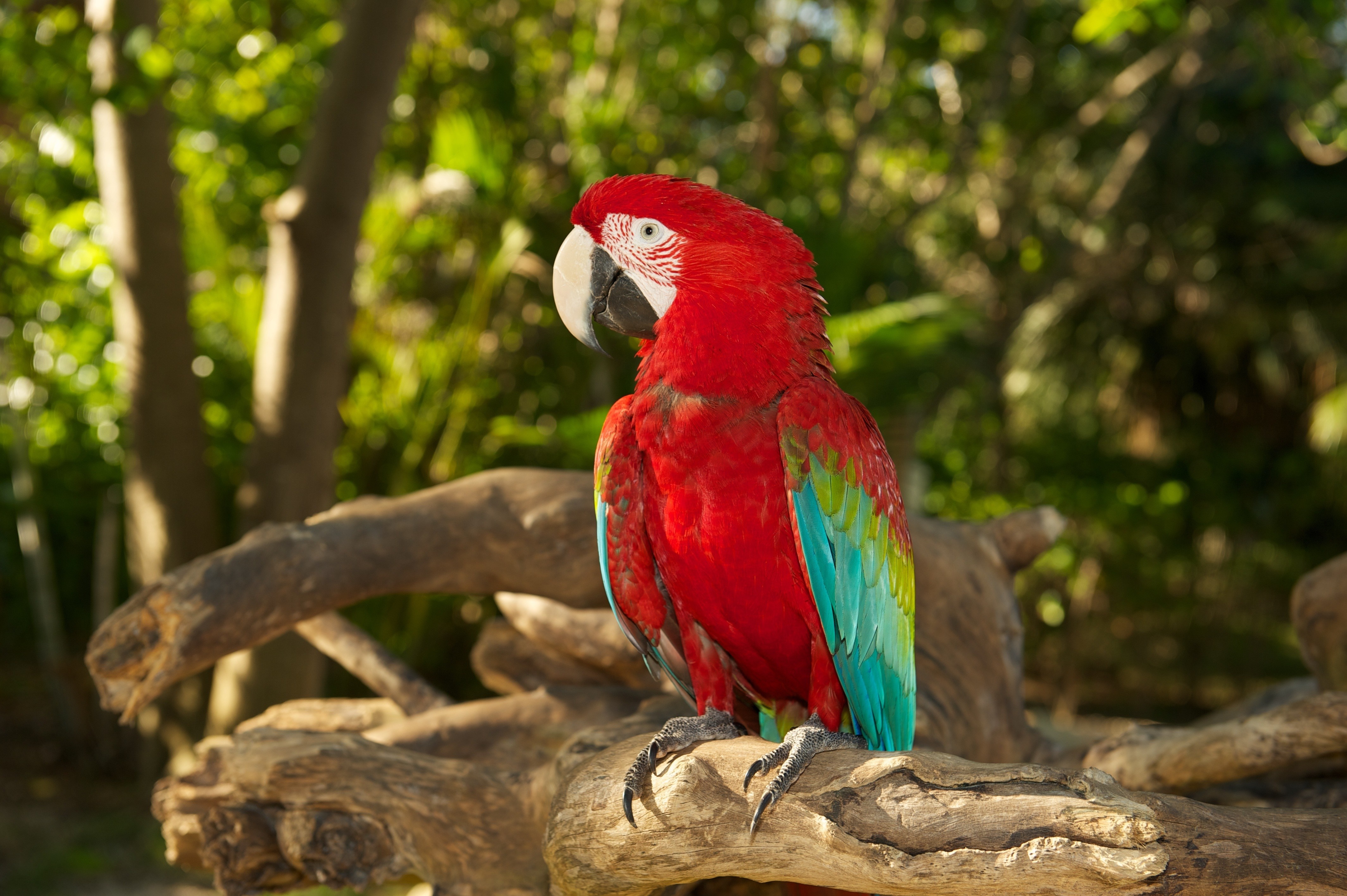 Blue and yellow macaw perched on a branch HD Wallpaper