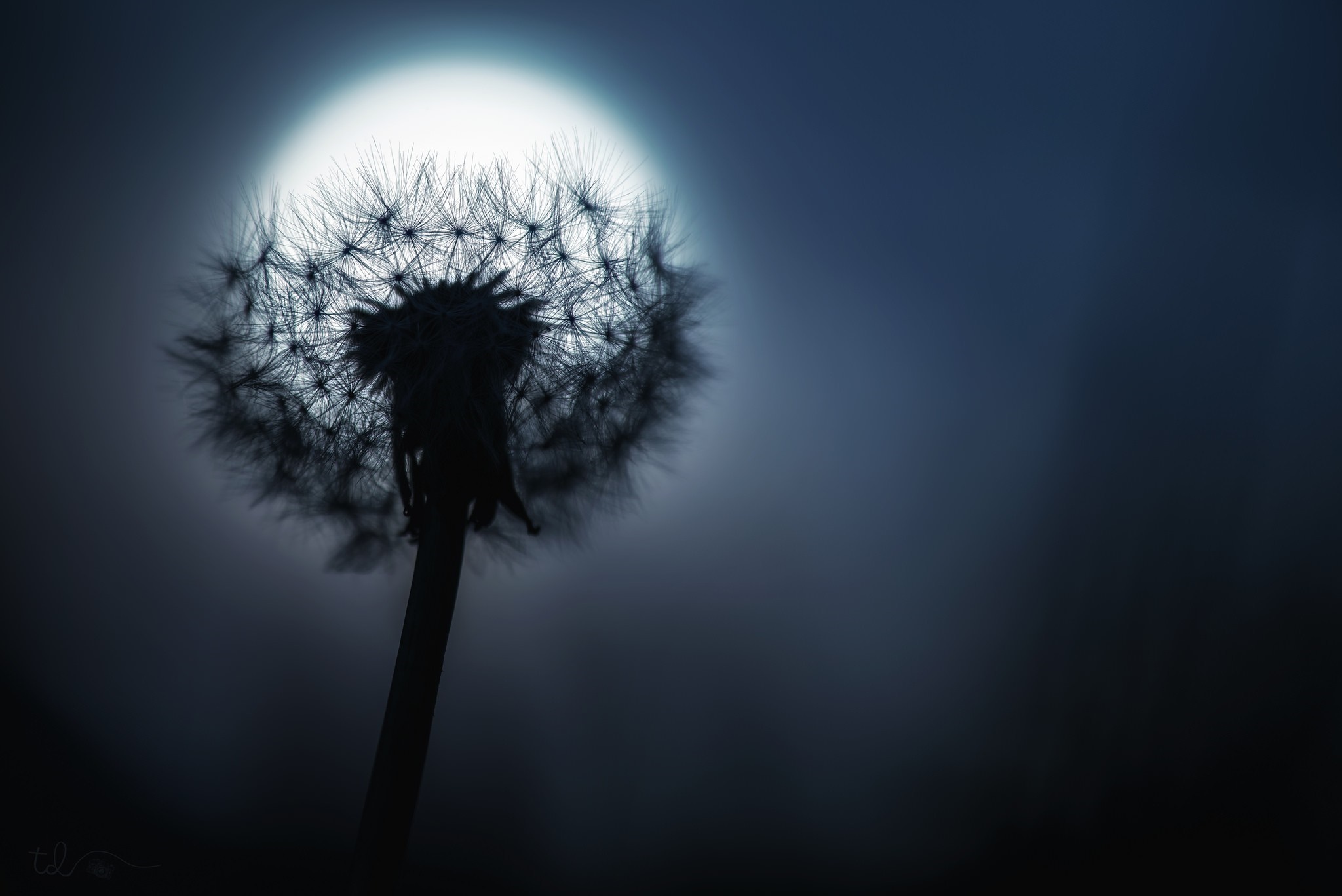 Silhouette of a dandelion against a bright light HD Wallpaper
