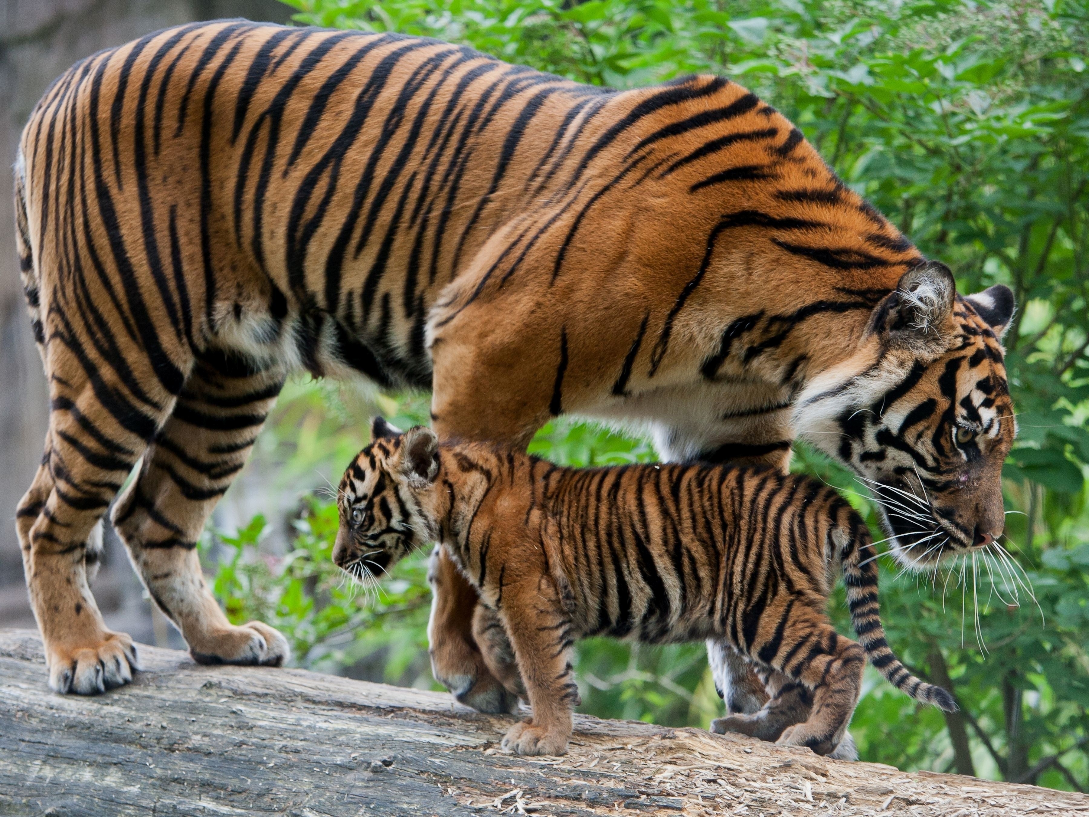 Mother and cub tiger on a log HD Wallpaper
