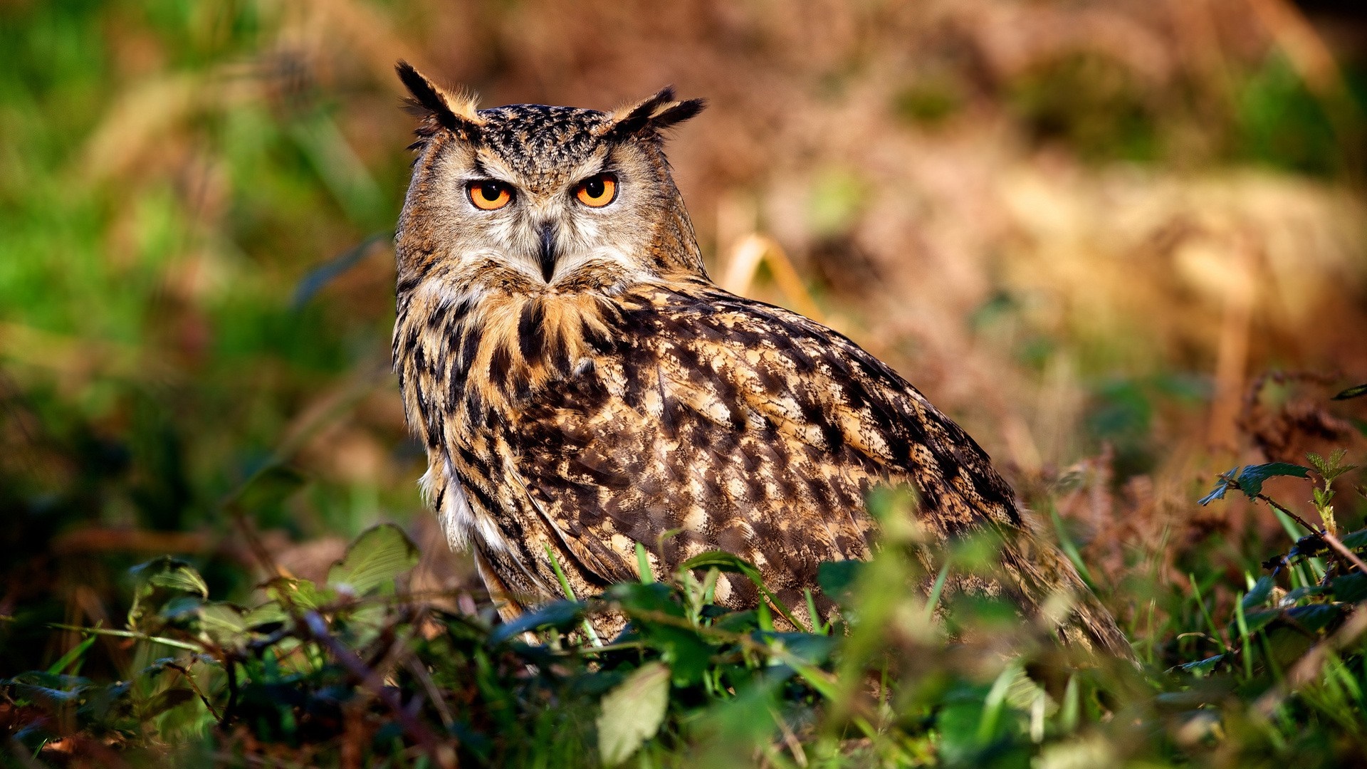 Eurasian Eagle-Owl perched in foliage HD Wallpaper