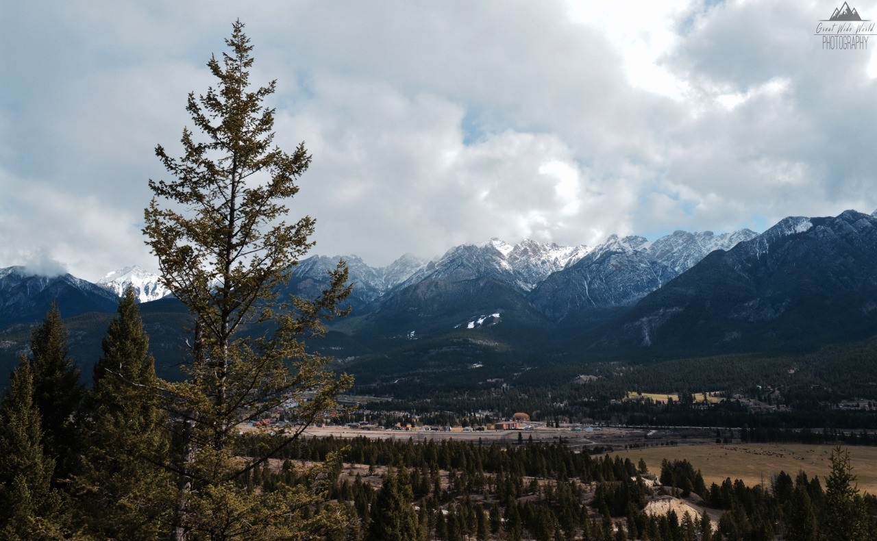 Pine tree in foreground with snow-capped mountains and valley HD Wallpaper