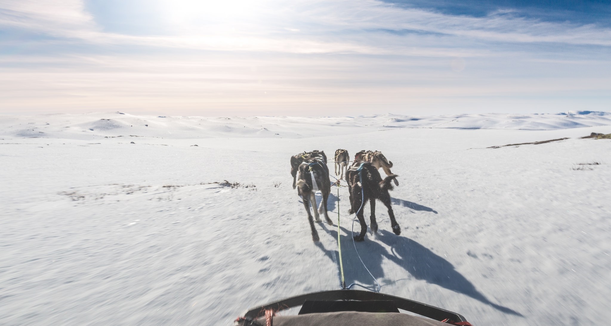 Dog sledding through a snowy Arctic landscape HD Wallpaper