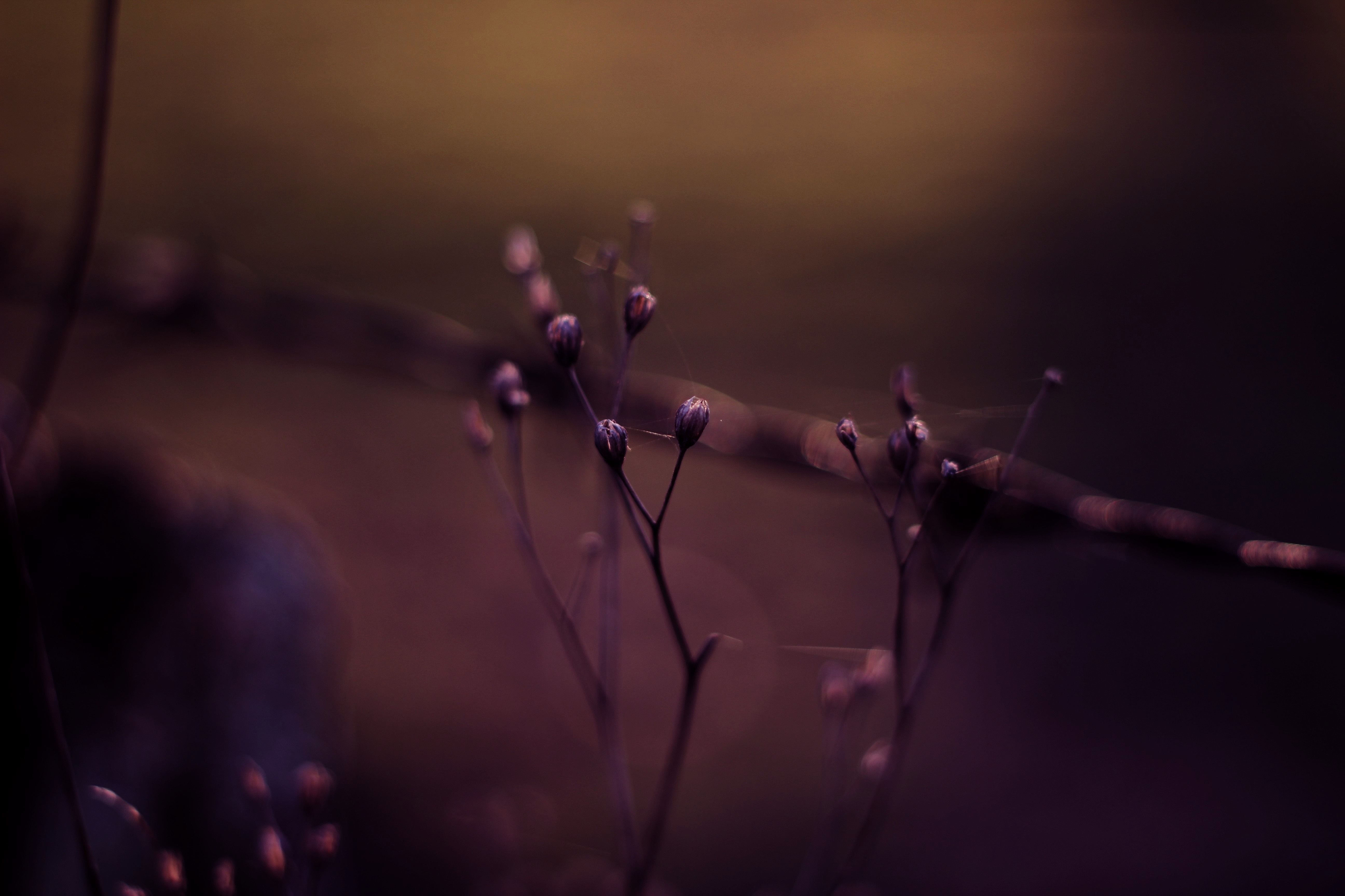 Macro photography of plant buds with bokeh lights HD Wallpaper