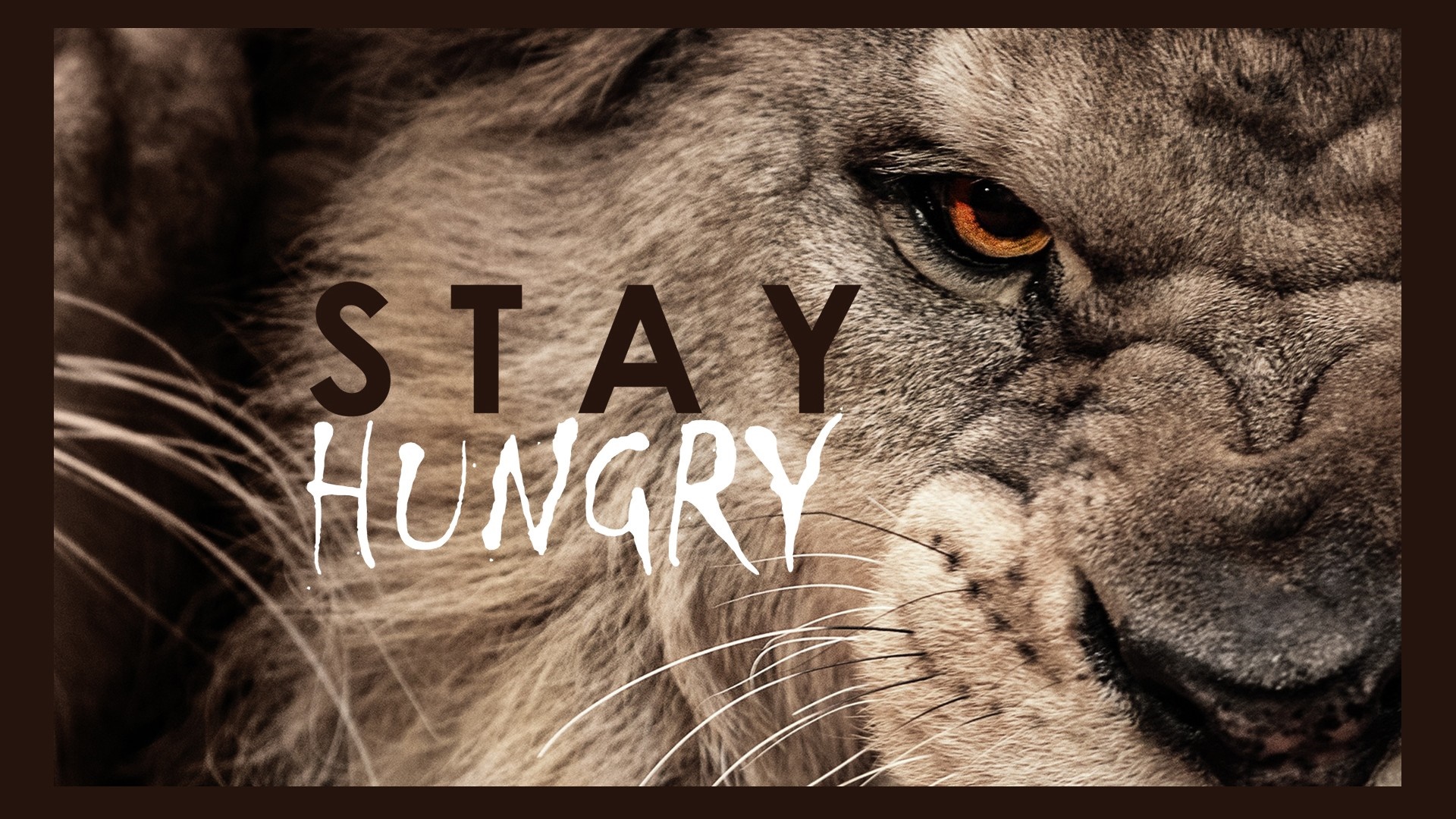 Close-up of a lion's face with the words "STAY HUNGRY" HD Wallpaper