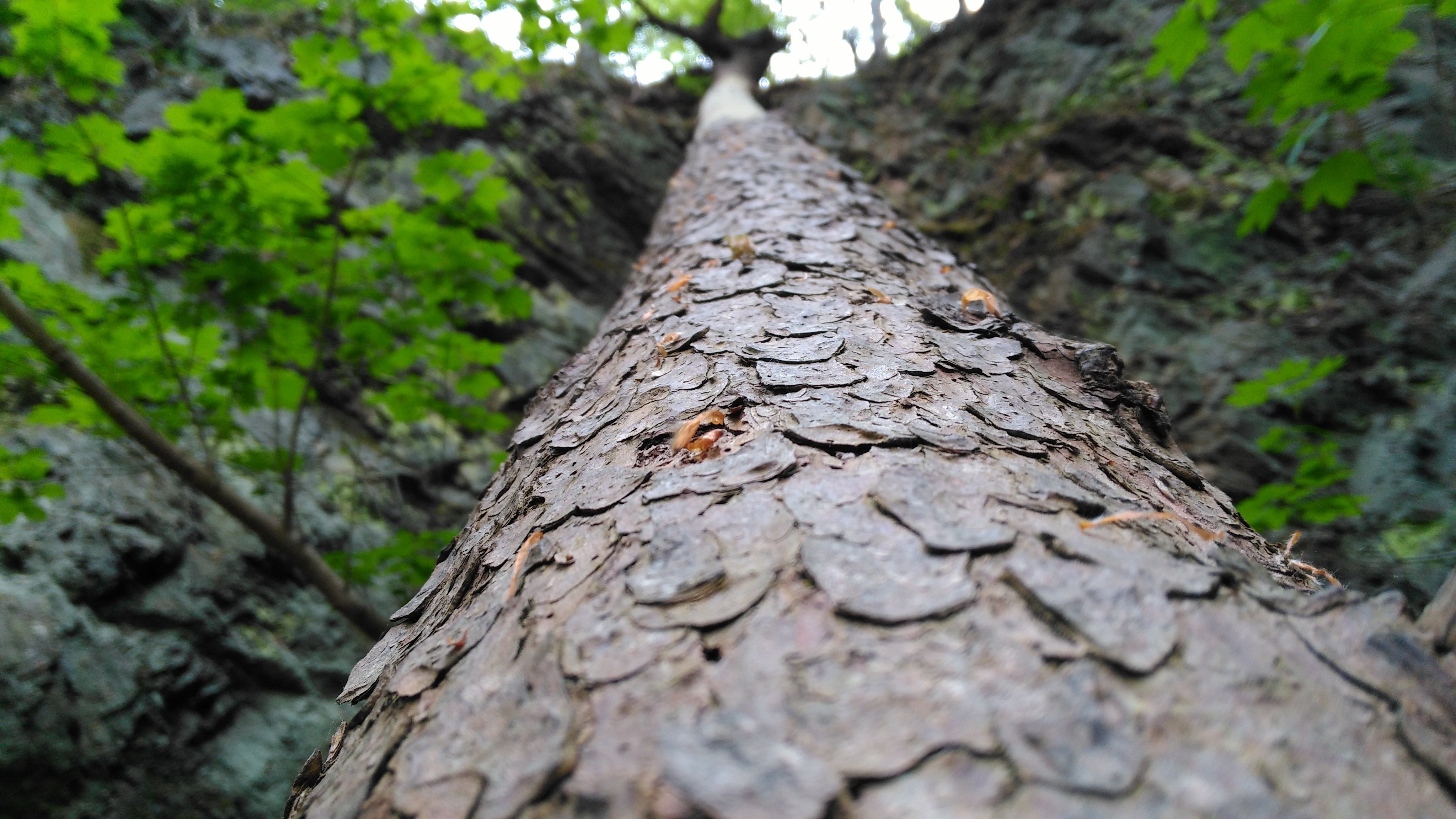 Close-up of tree trunk with green leaves and rocks HD Wallpaper