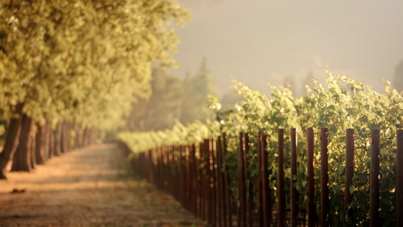 Vineyard with trees and morning mist HD Wallpaper