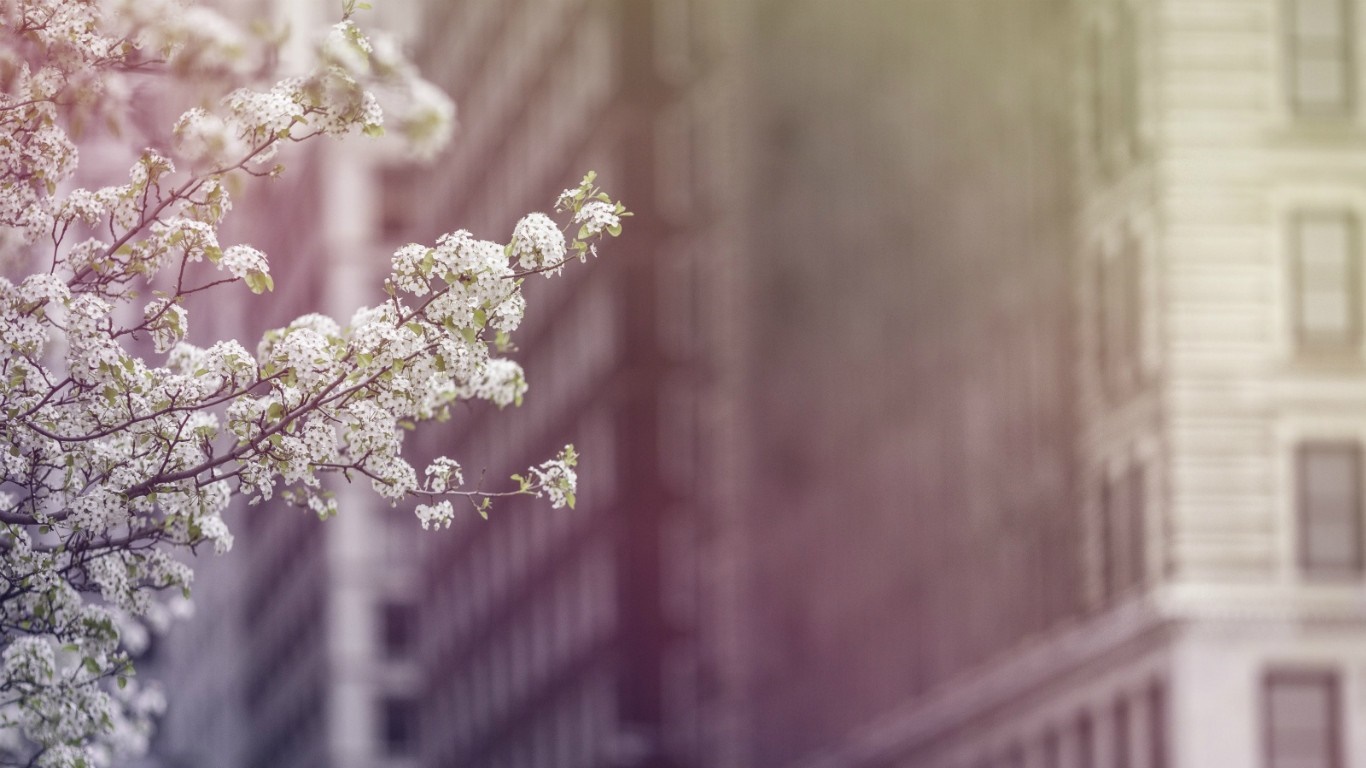Blooming branches in front of city buildings HD Wallpaper