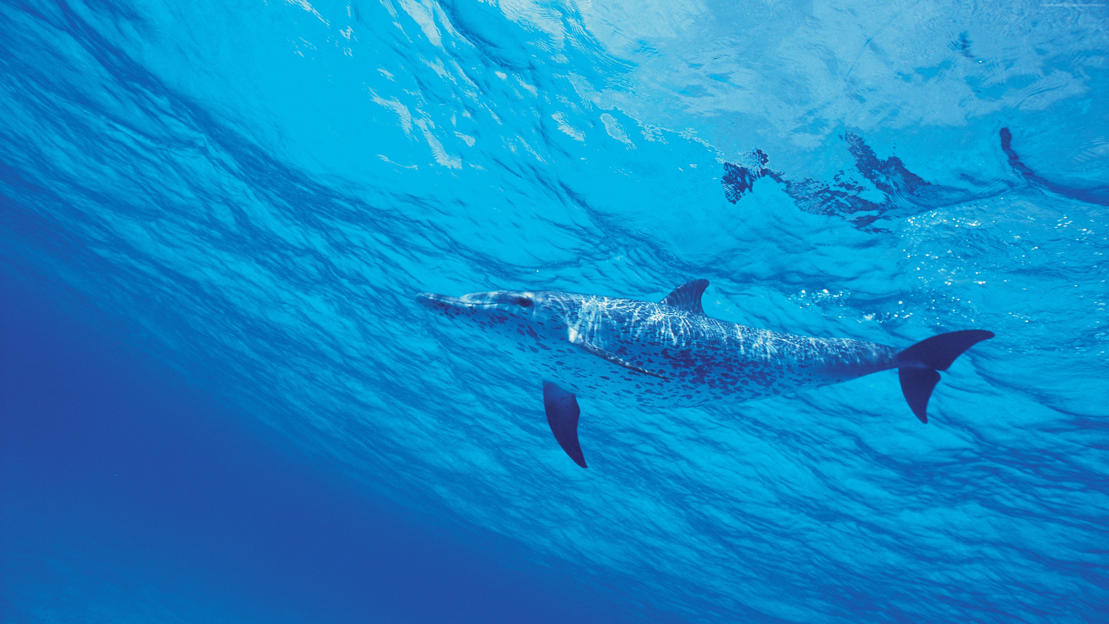 Spotted dolphin swimming underwater in blue ocean 4K HD Wallpaper