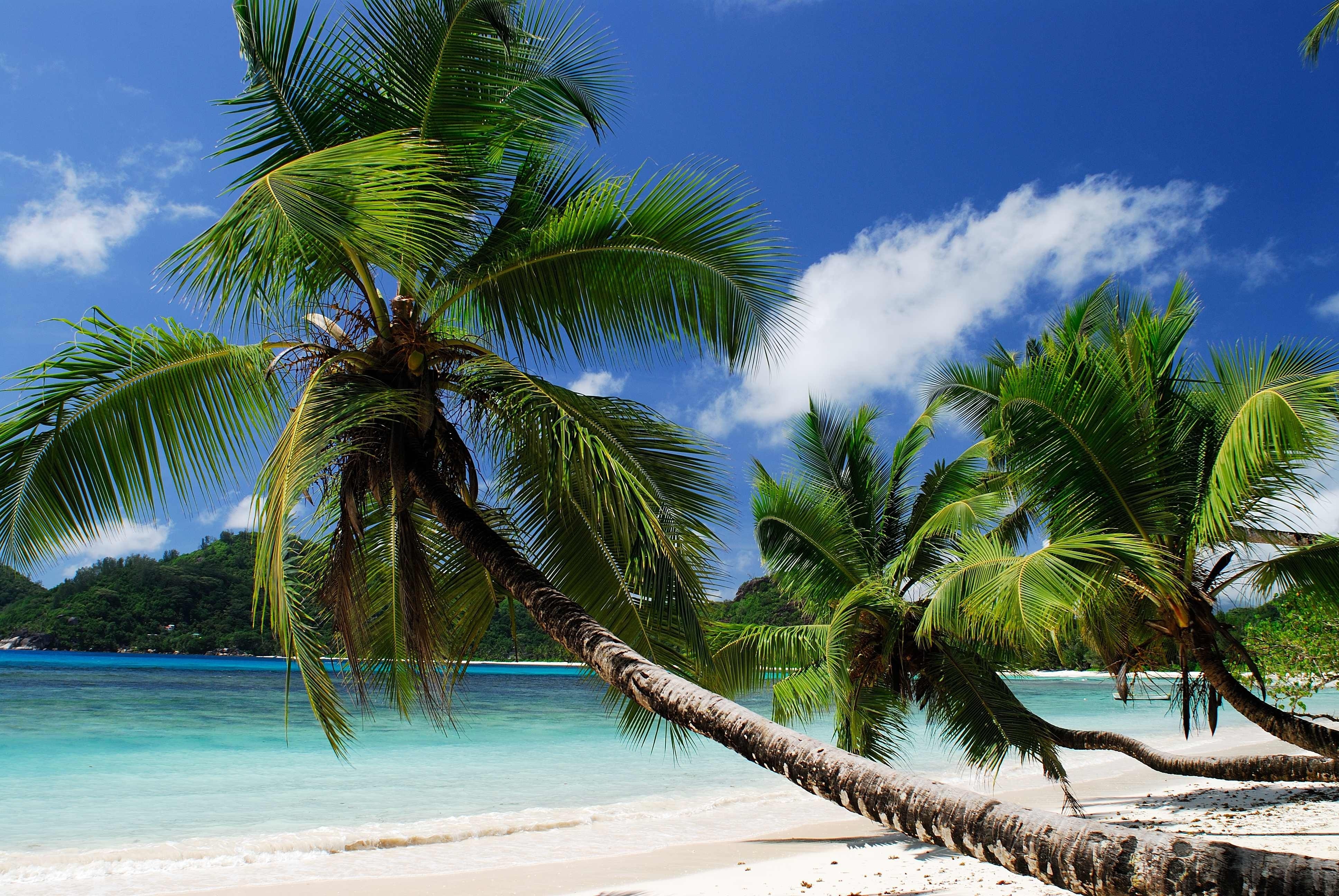 Palm trees on a tropical beach with turquoise water HD Wallpaper