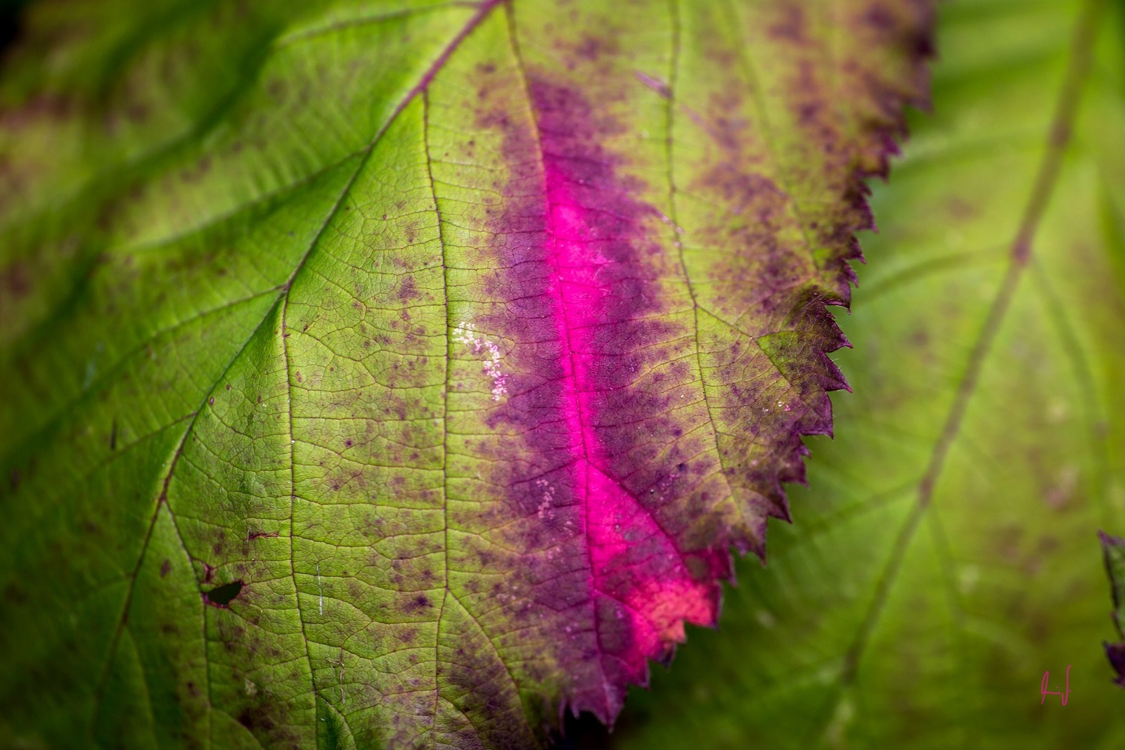 Close-up of a green leaf with pink and purple veins HD Wallpaper