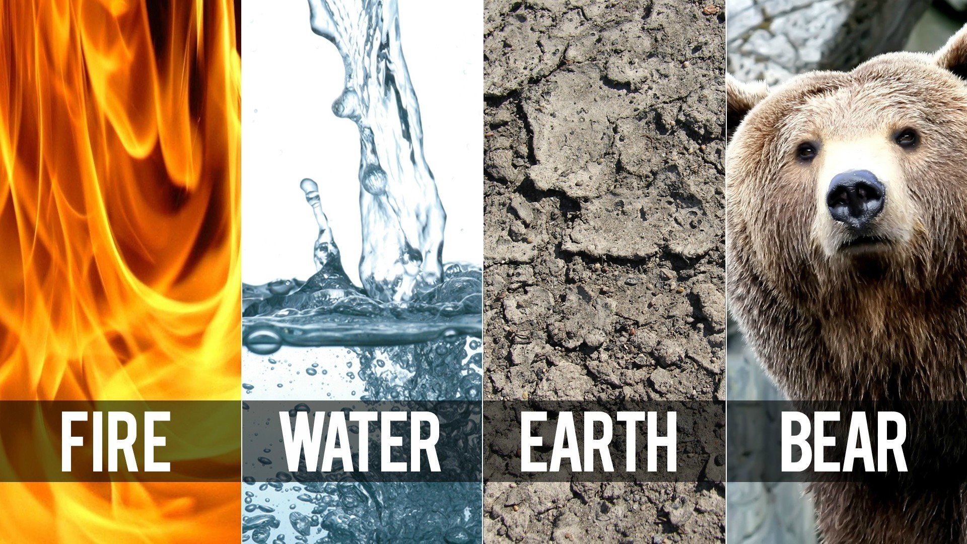 Fire, Water, Earth, and Bear HD Wallpaper