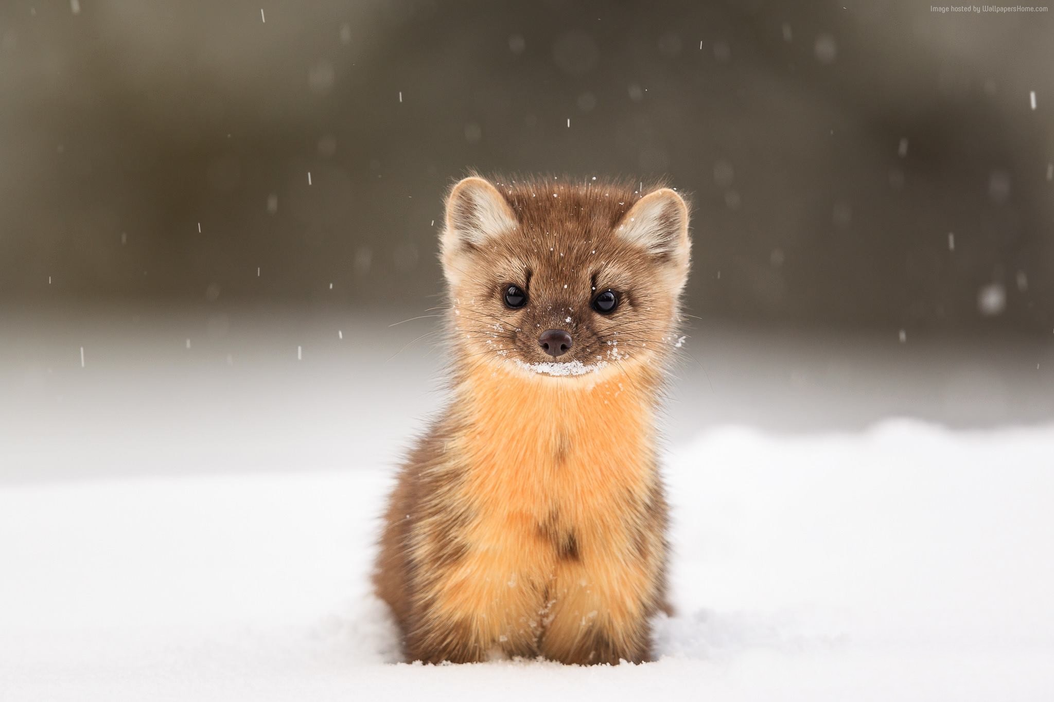 Cute American Marten in Snow HD Wallpaper