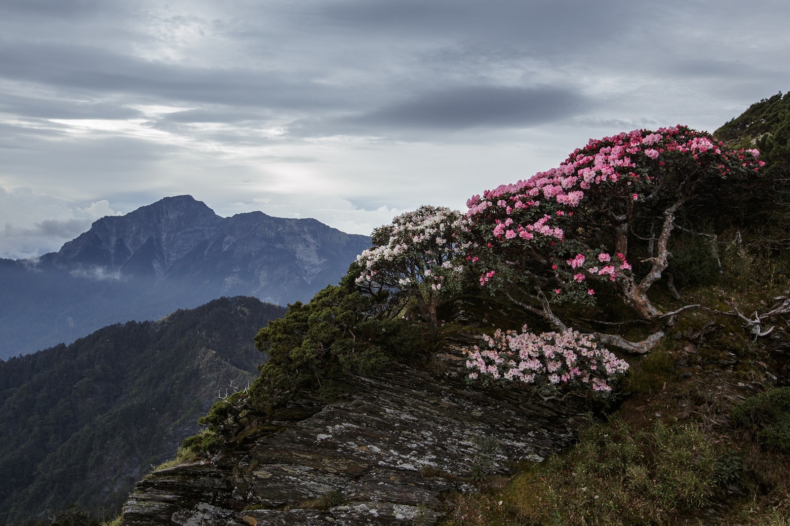 Pink and white rhododendrons on a rocky mountain ridge HD Wallpaper