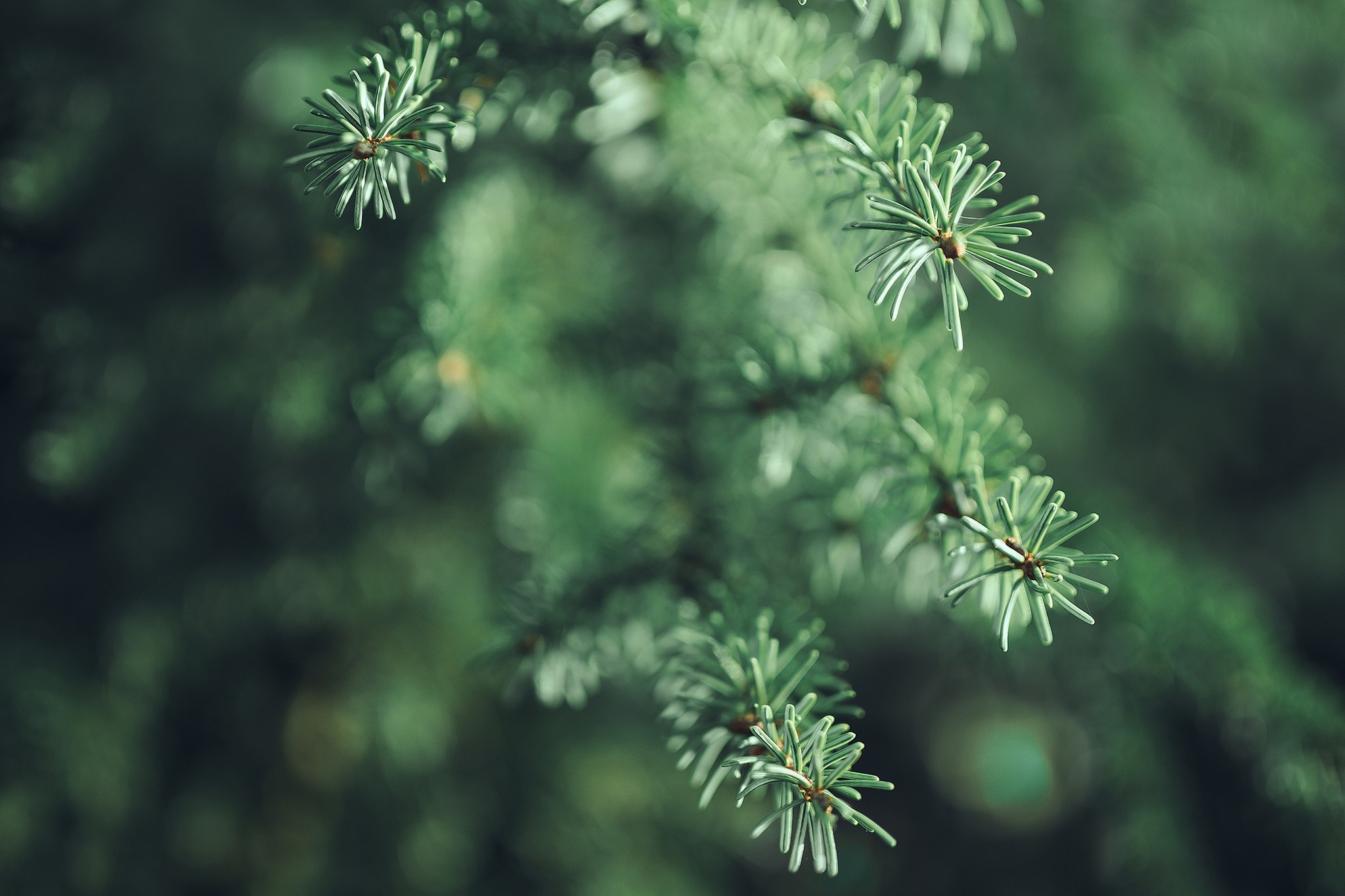 Close-up of a green spruce branch with needles HD Wallpaper
