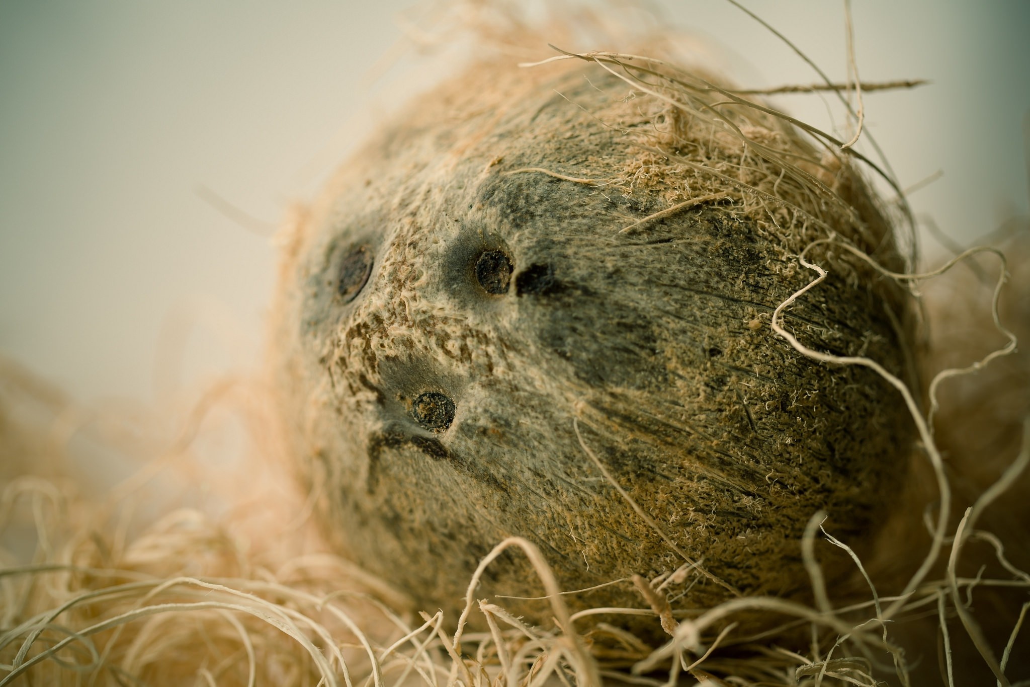 Close-up macro photography of a coconut with fibrous husk HD Wallpaper