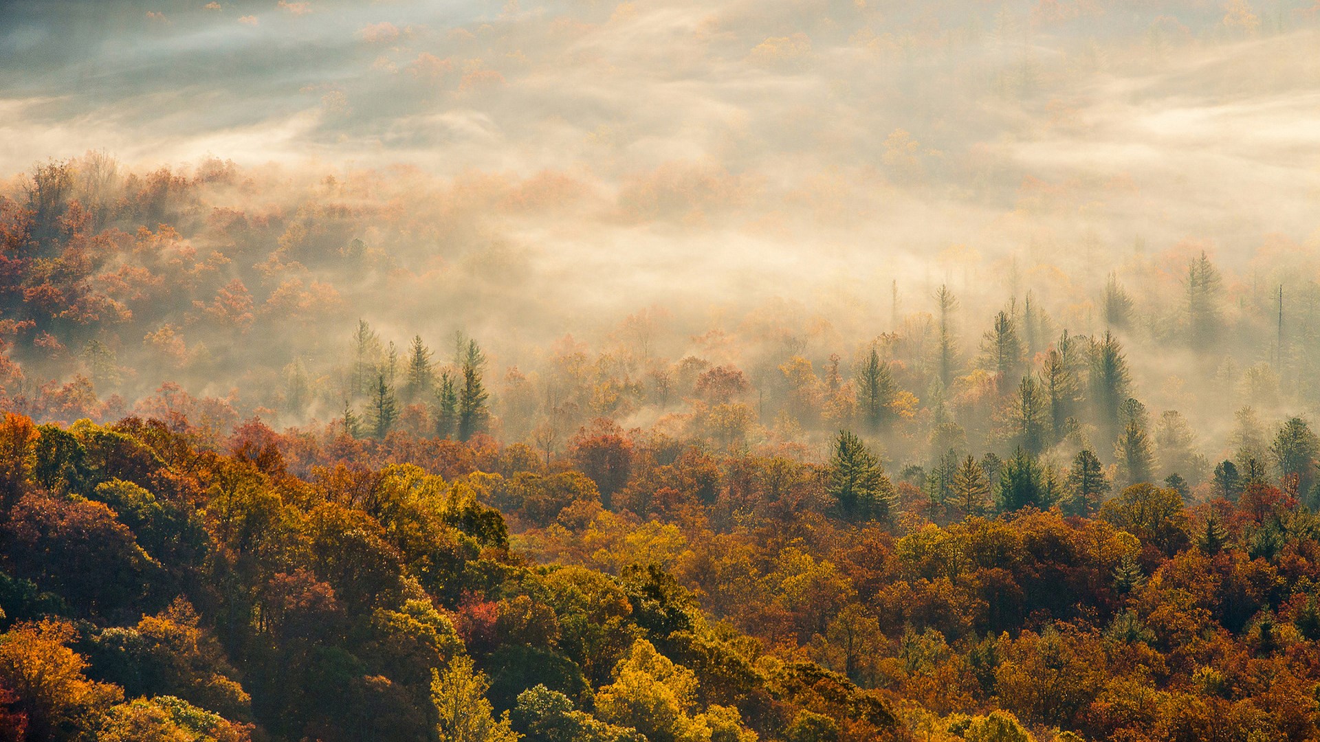Misty Autumn Forest Landscape HD Wallpaper