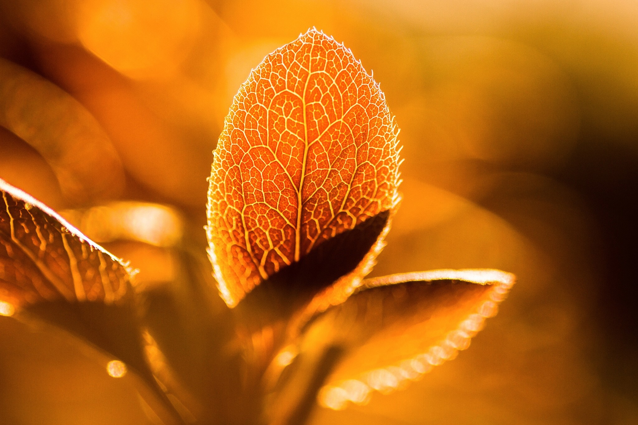 Close-up of a backlit leaf with intricate veins HD Wallpaper