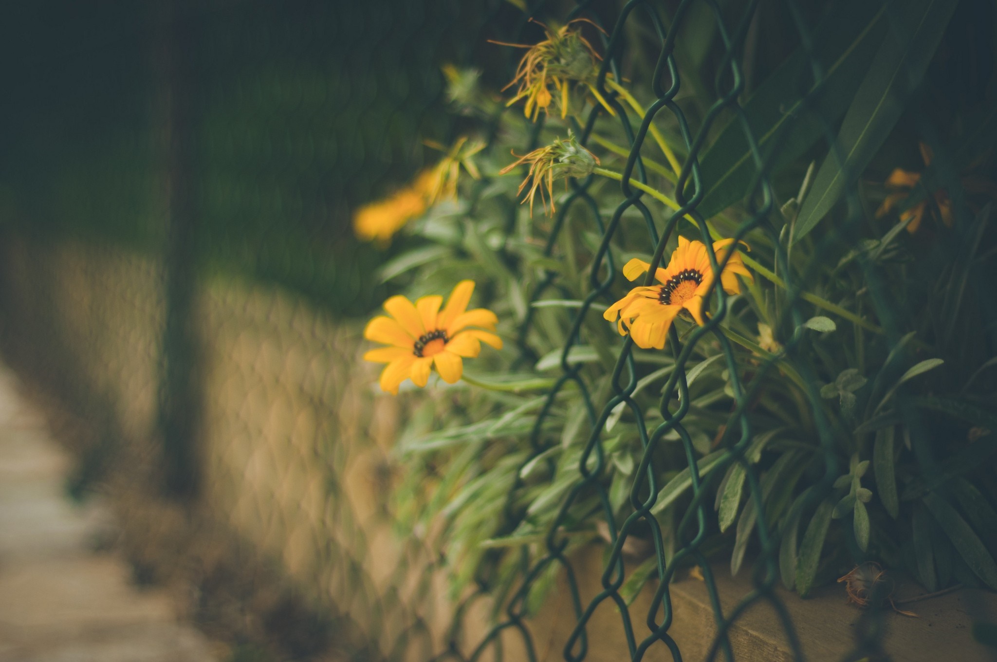 Yellow flowers behind a chain-link fence HD Wallpaper