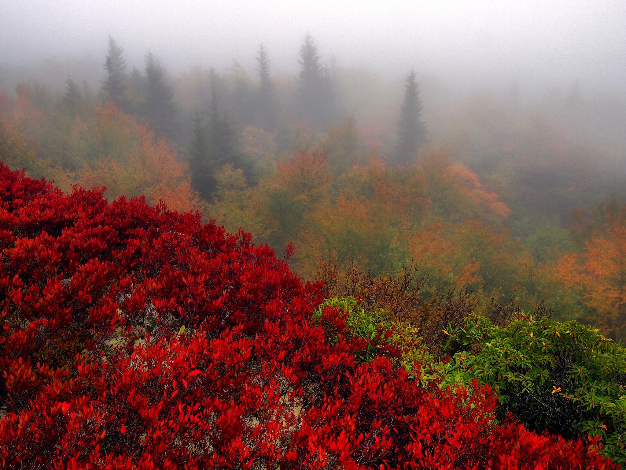 Red bushes and foggy autumn forest landscape HD Wallpaper