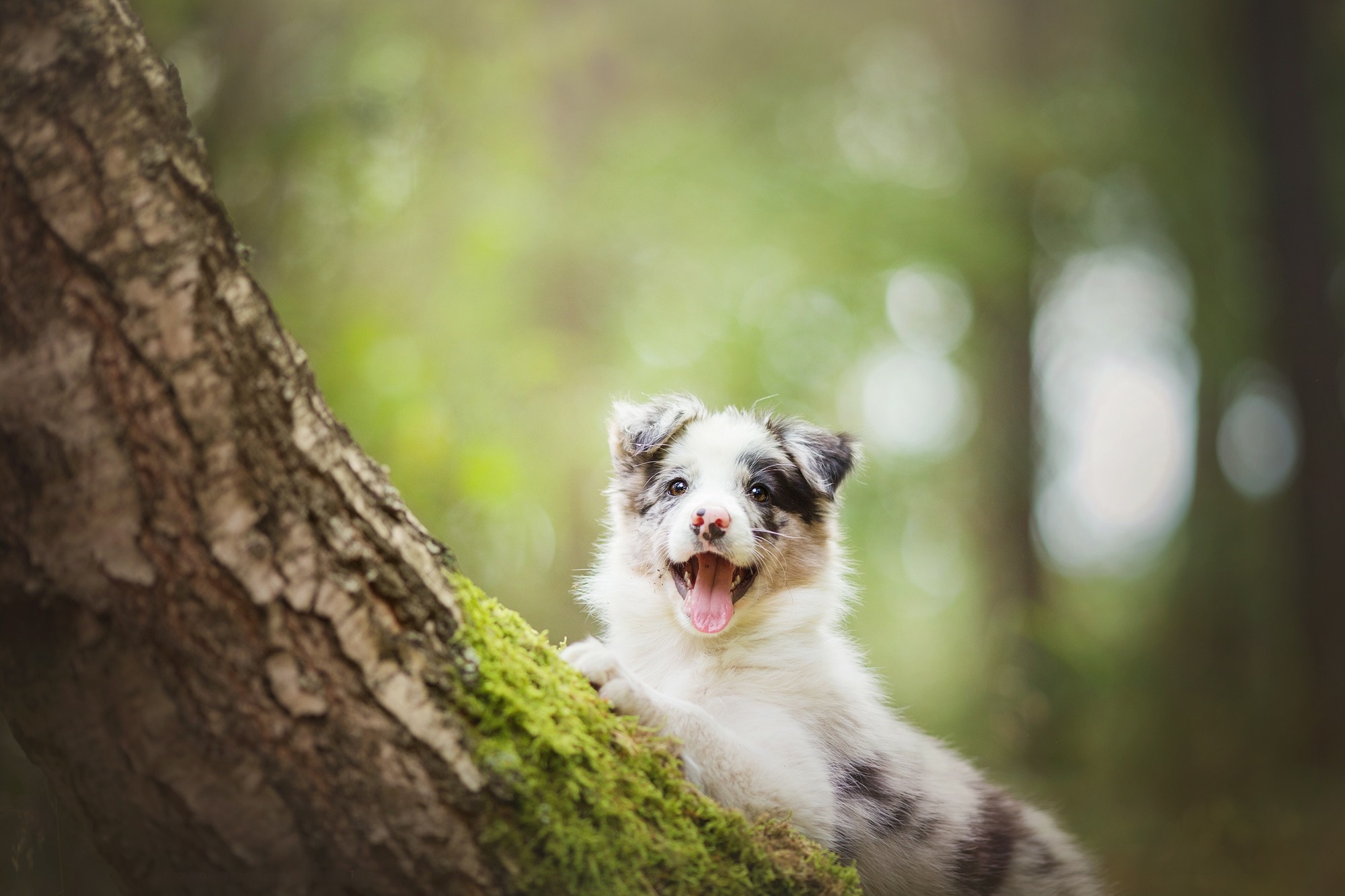 A happy puppy on a mossy tree branch HD Wallpaper