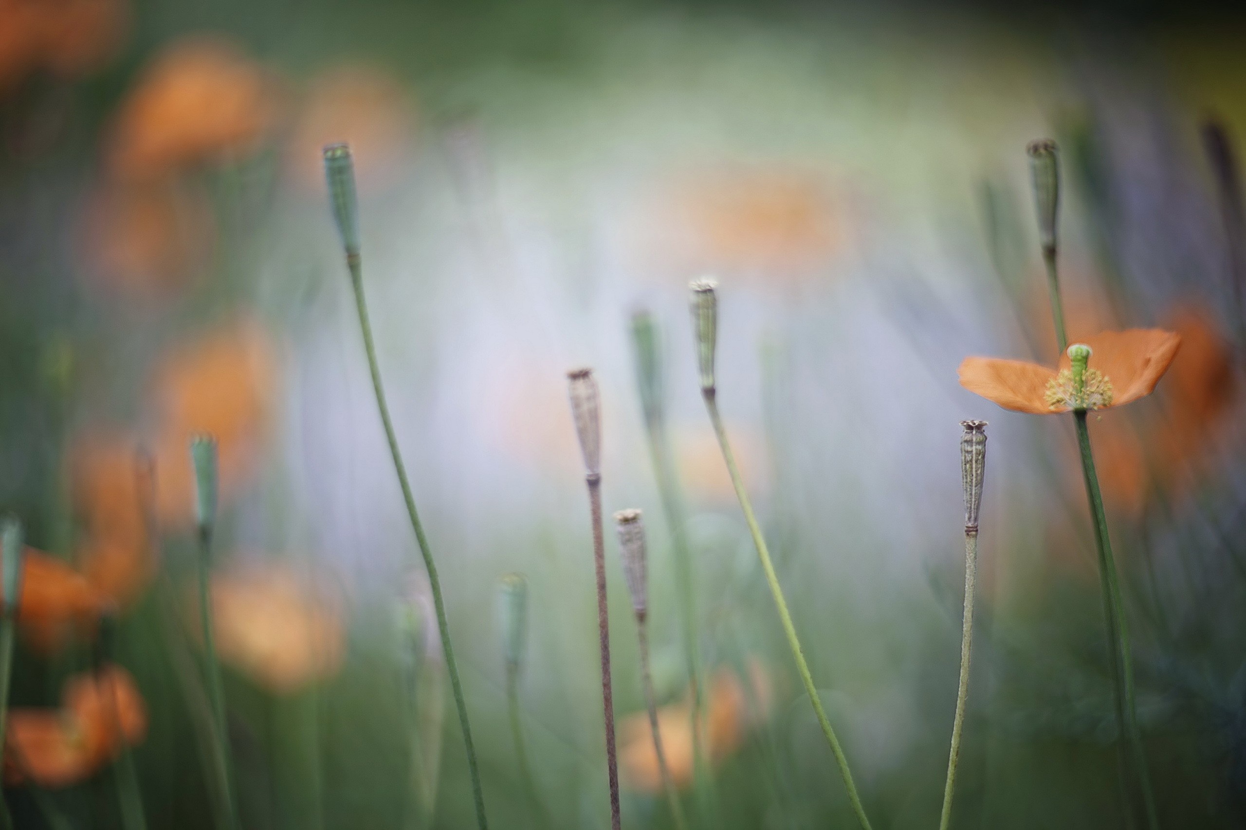 Close up of poppy seed pods and one orange poppy flower HD Wallpaper