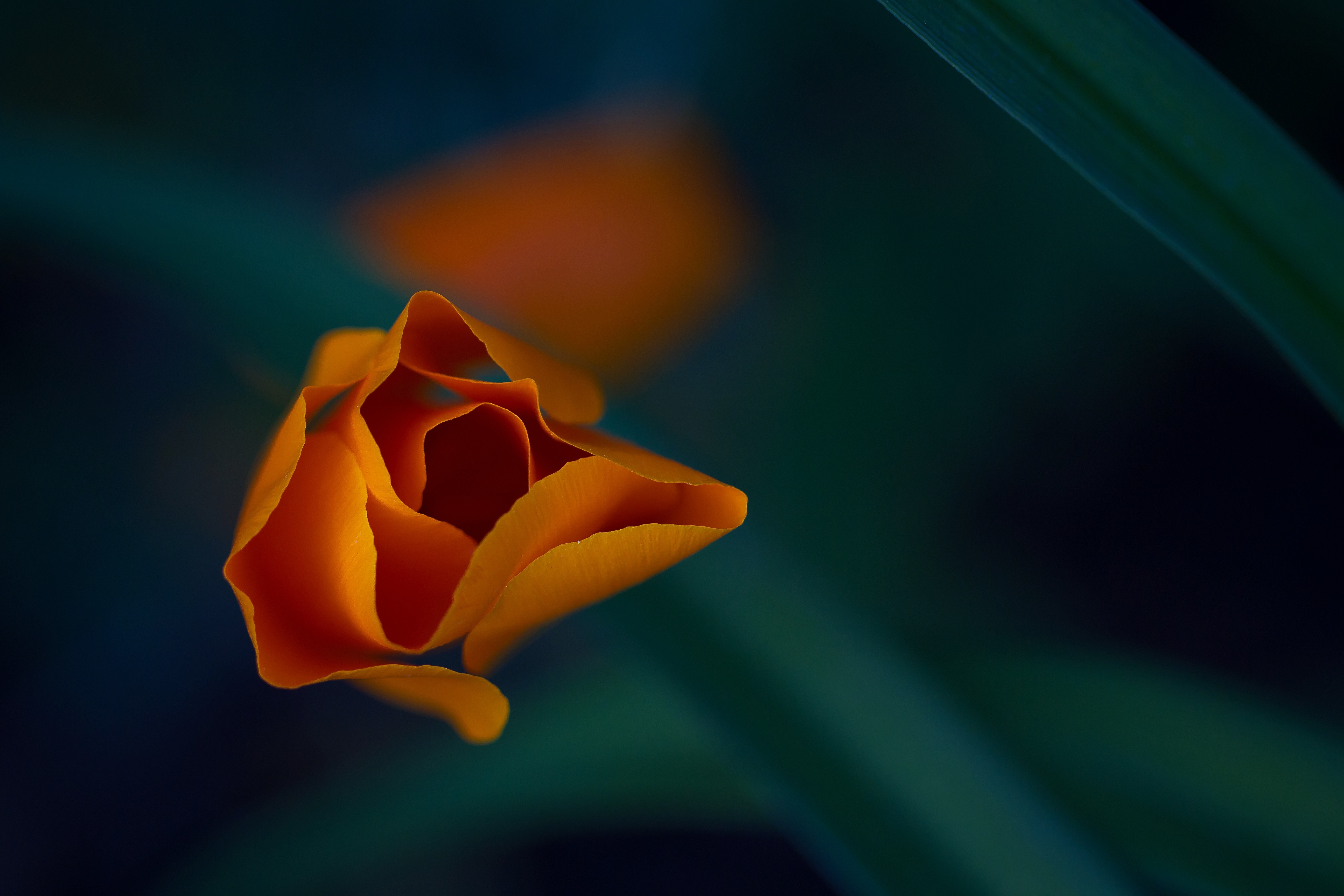 Close-up of an orange California poppy flower bud HD Wallpaper