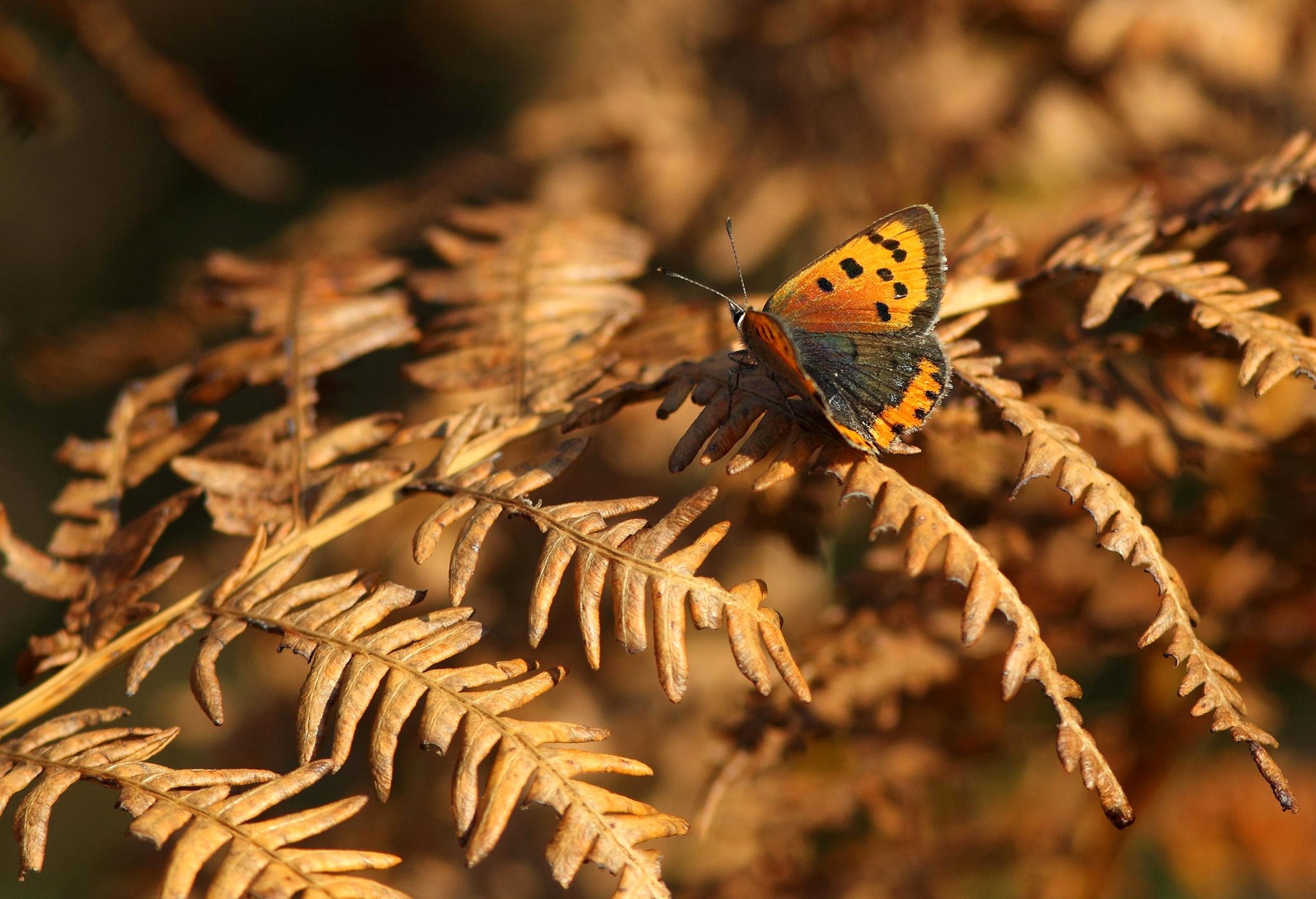 Small butterfly on a dry fern leaf HD Wallpaper