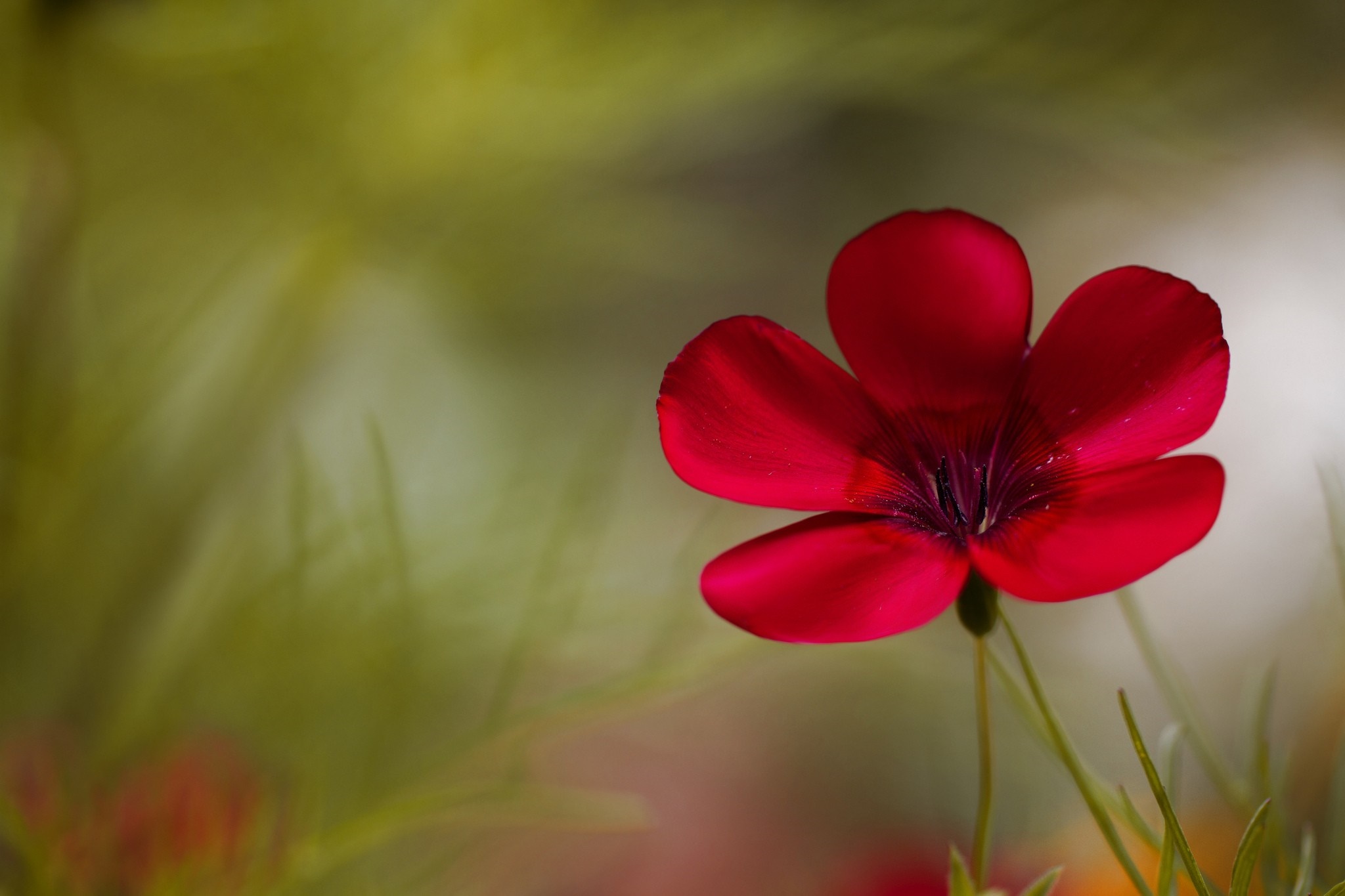 Close-up of a red flax flower with green background HD Wallpaper