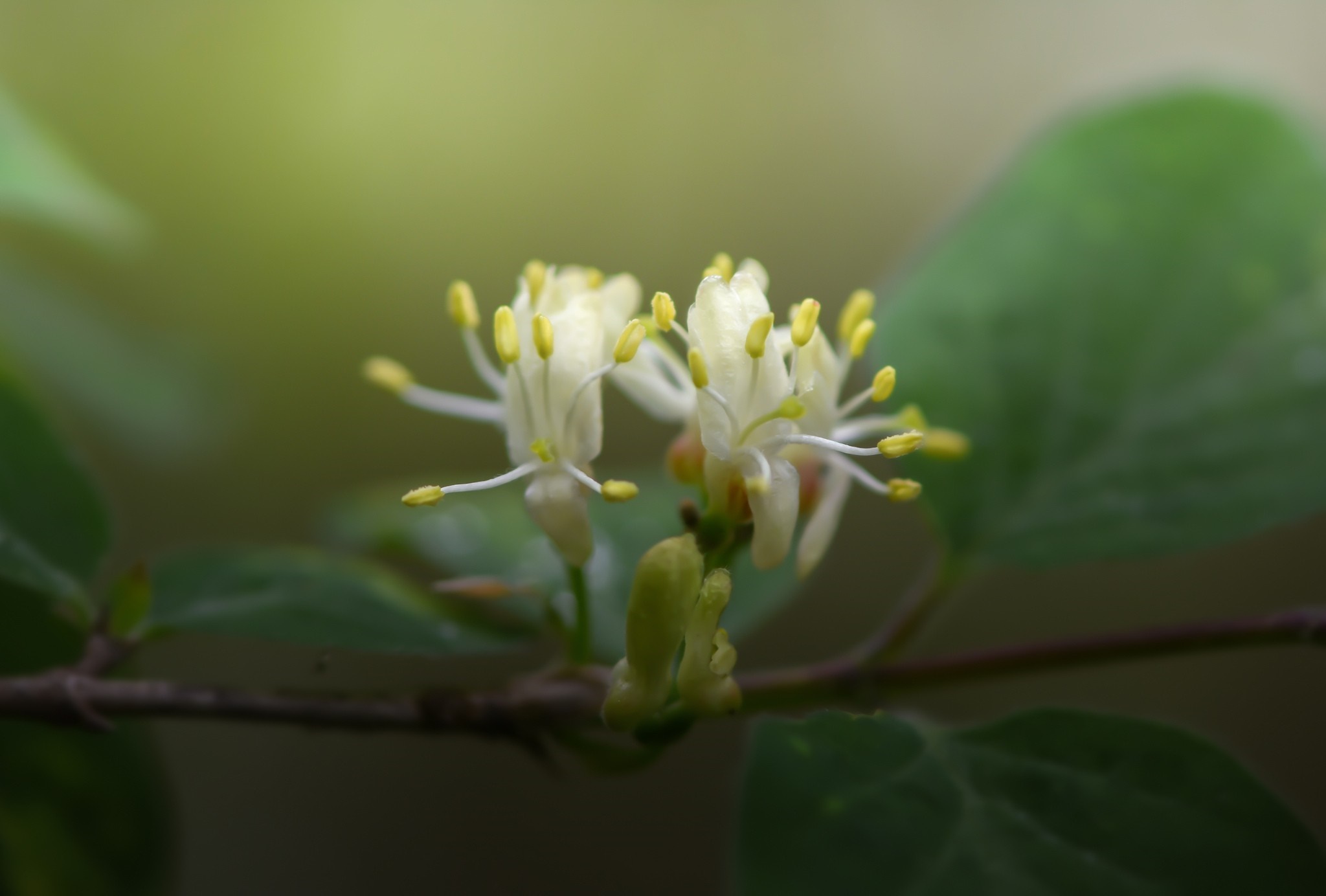 Close-up of delicate white honeysuckle flowers with yellow stamens HD Wallpaper