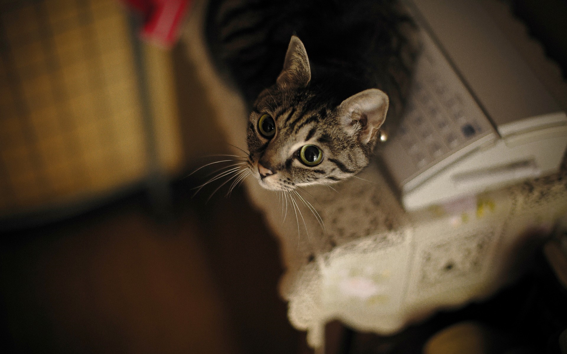 Close up of a tabby cat looking up HD Wallpaper