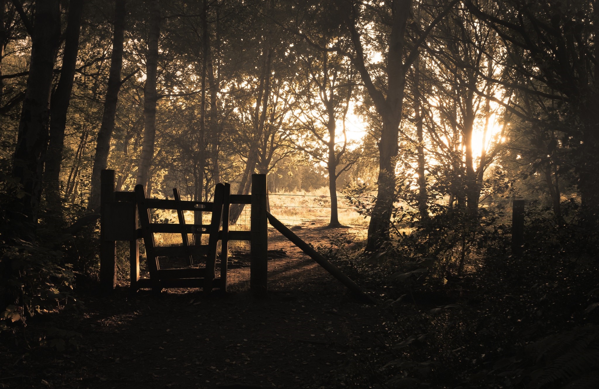 Wooden gate in a sunlit forest at dusk HD Wallpaper