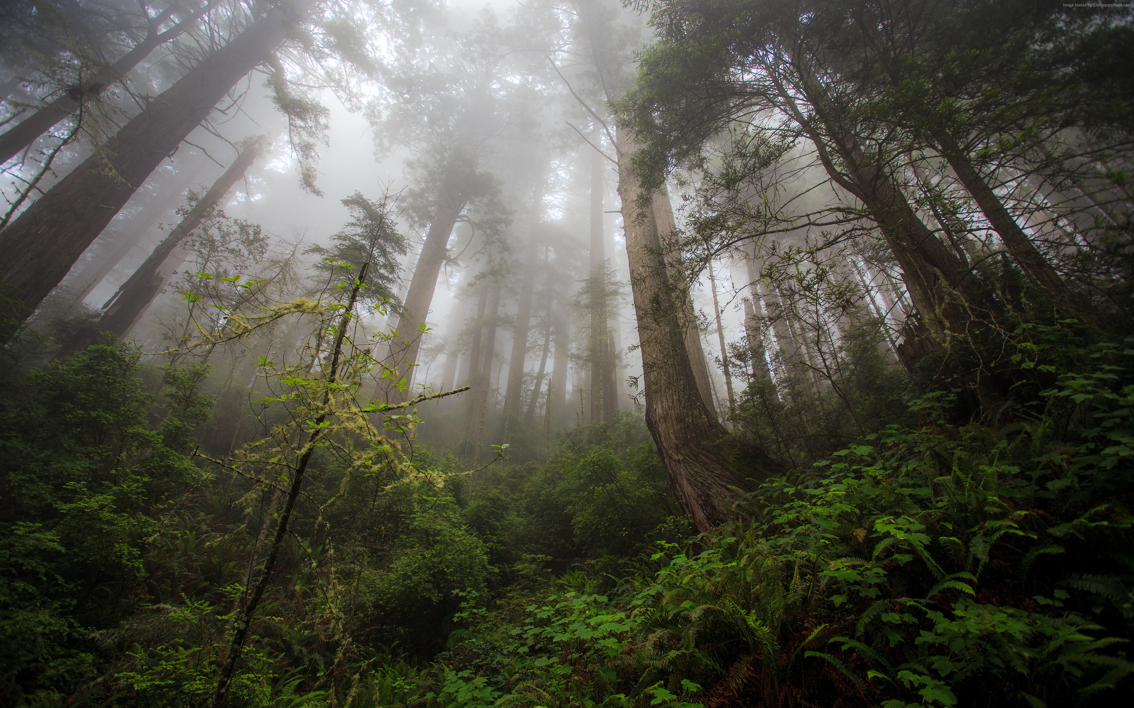 Misty Redwood Forest with Green Foliage HD Wallpaper